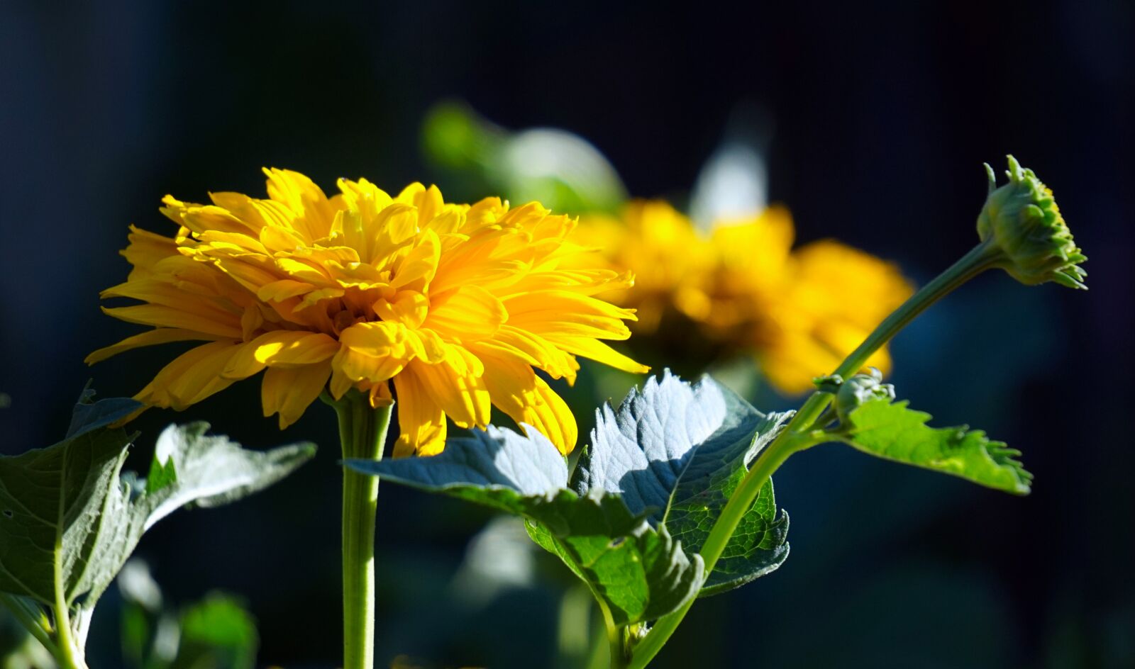 Sony Alpha a5000 (ILCE 5000) + Sony E 55-210mm F4.5-6.3 OSS sample photo. Sun eye, yellow, blossom photography