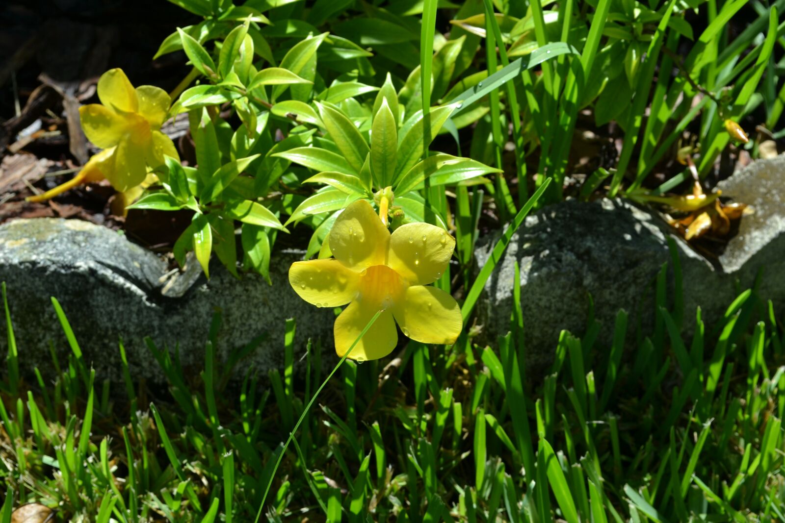 Nikon D3100 sample photo. Flower, yellow, spring photography