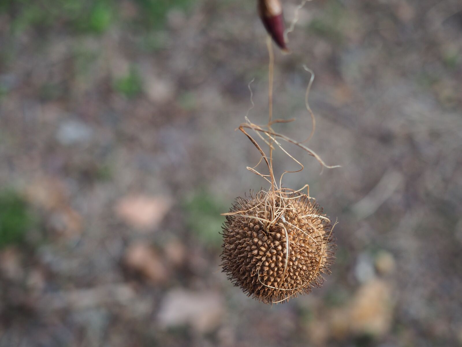 Olympus OM-D E-M10 sample photo. Tree, seeds, exotic photography