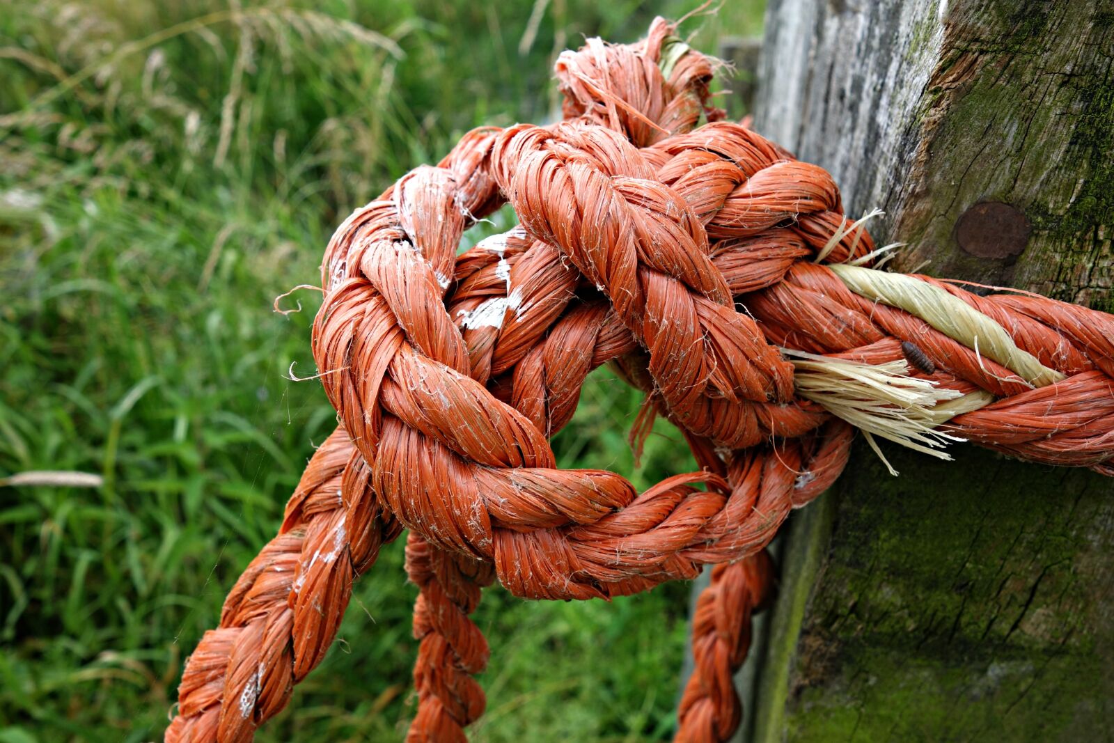 Sony Cyber-shot DSC-RX100 sample photo. Knot, rope, tied photography