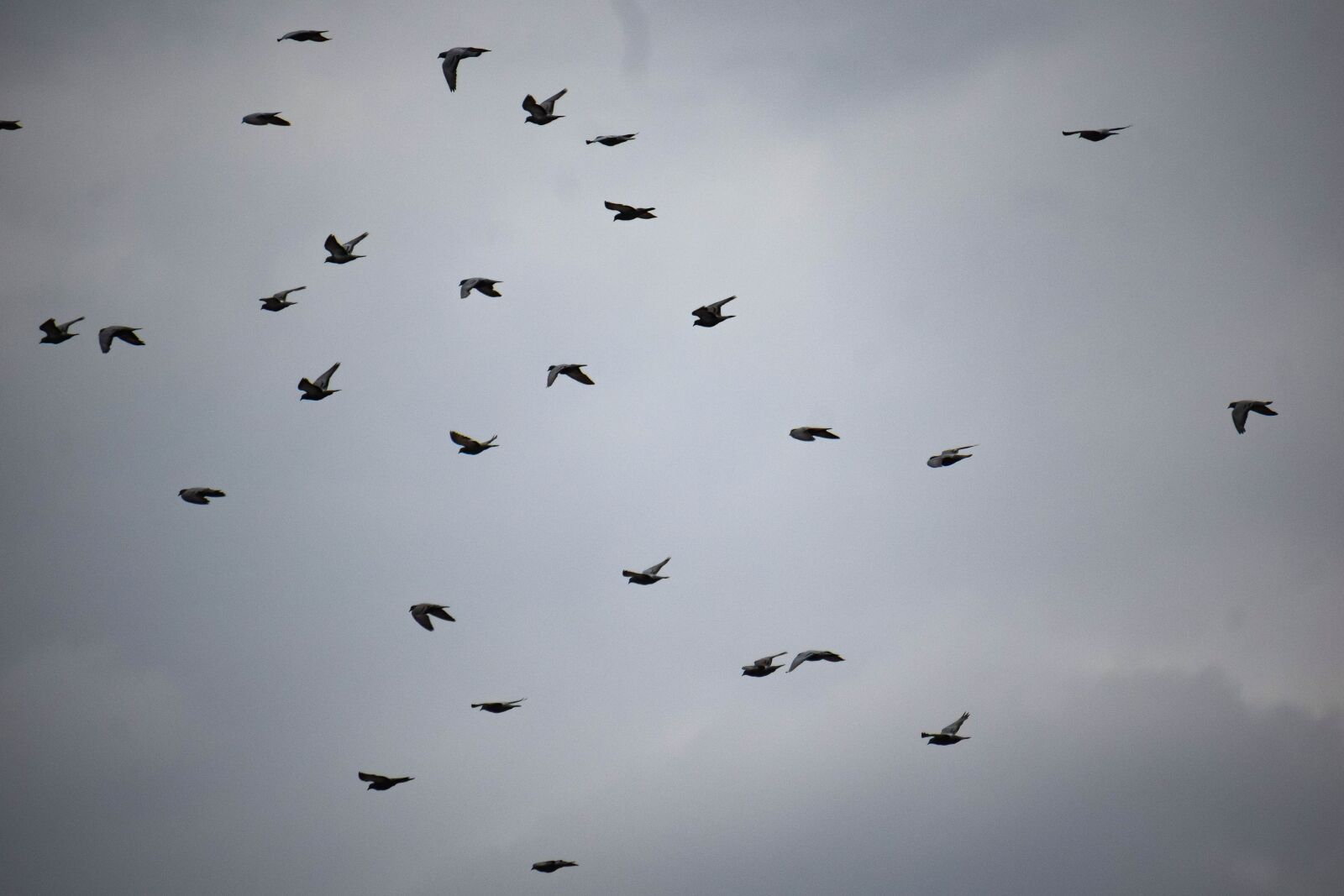 Nikon D3300 sample photo. Pigeons, flying, flock photography
