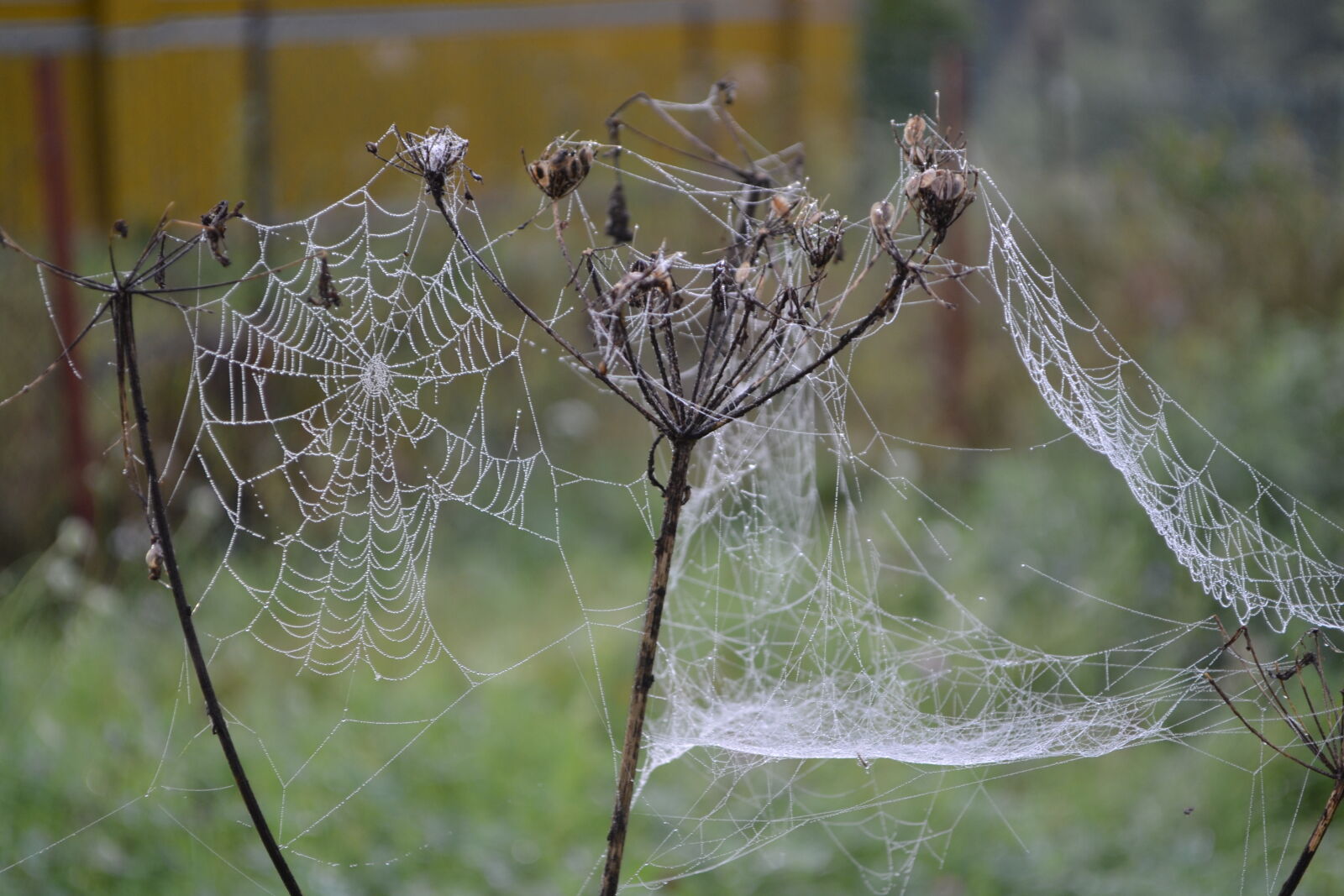 Nikon D3100 sample photo. Net, spyder photography