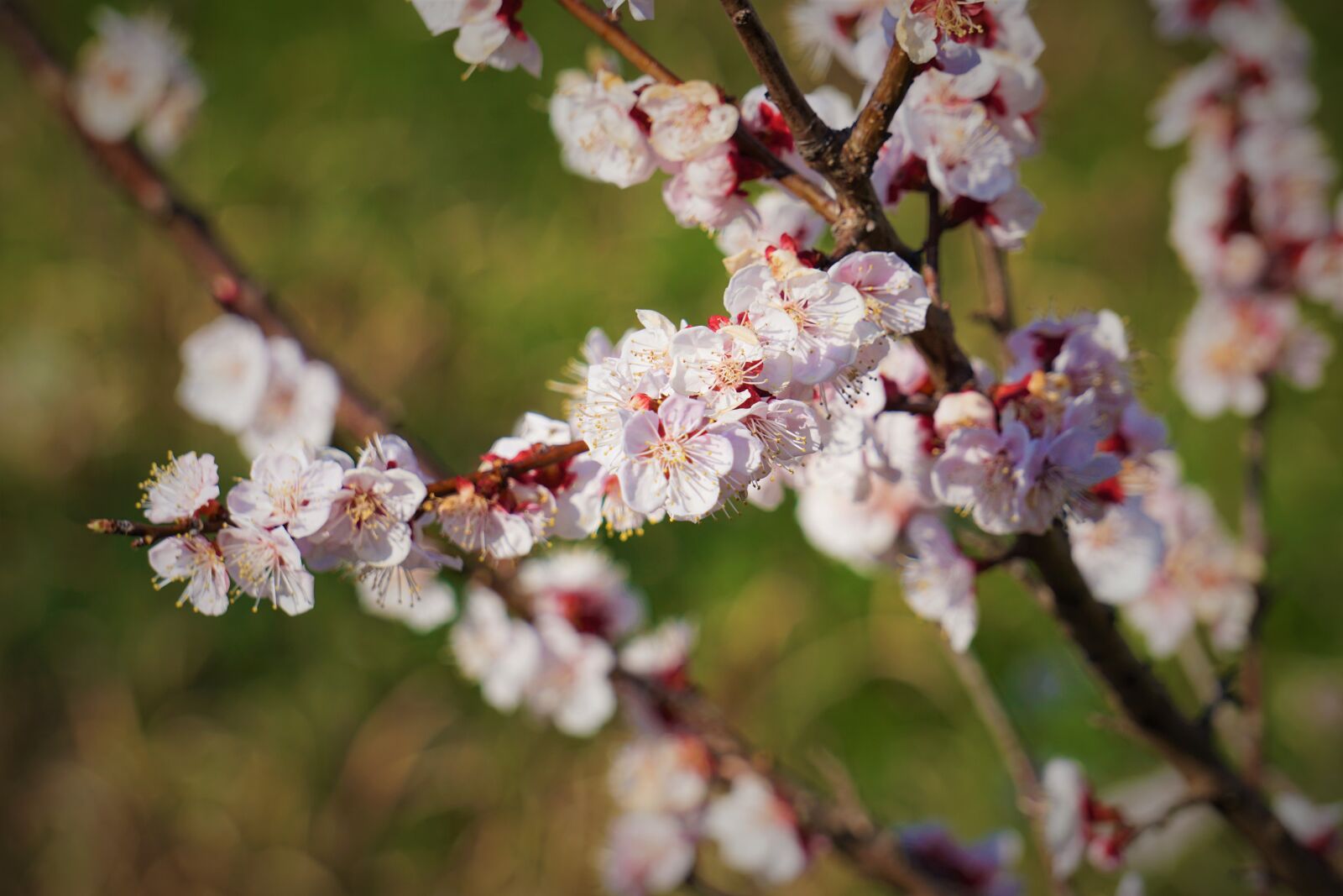 E 55-210mm F4.5-6.3 OSS sample photo. Flowers, sakura, cherry blossom photography