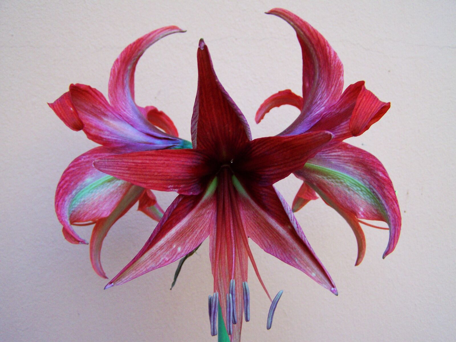 Kodak EASYSHARE ZD710 ZOOM DIGITAL CAMERA sample photo. Amaryllis, burgundy-colored flowers, potted photography