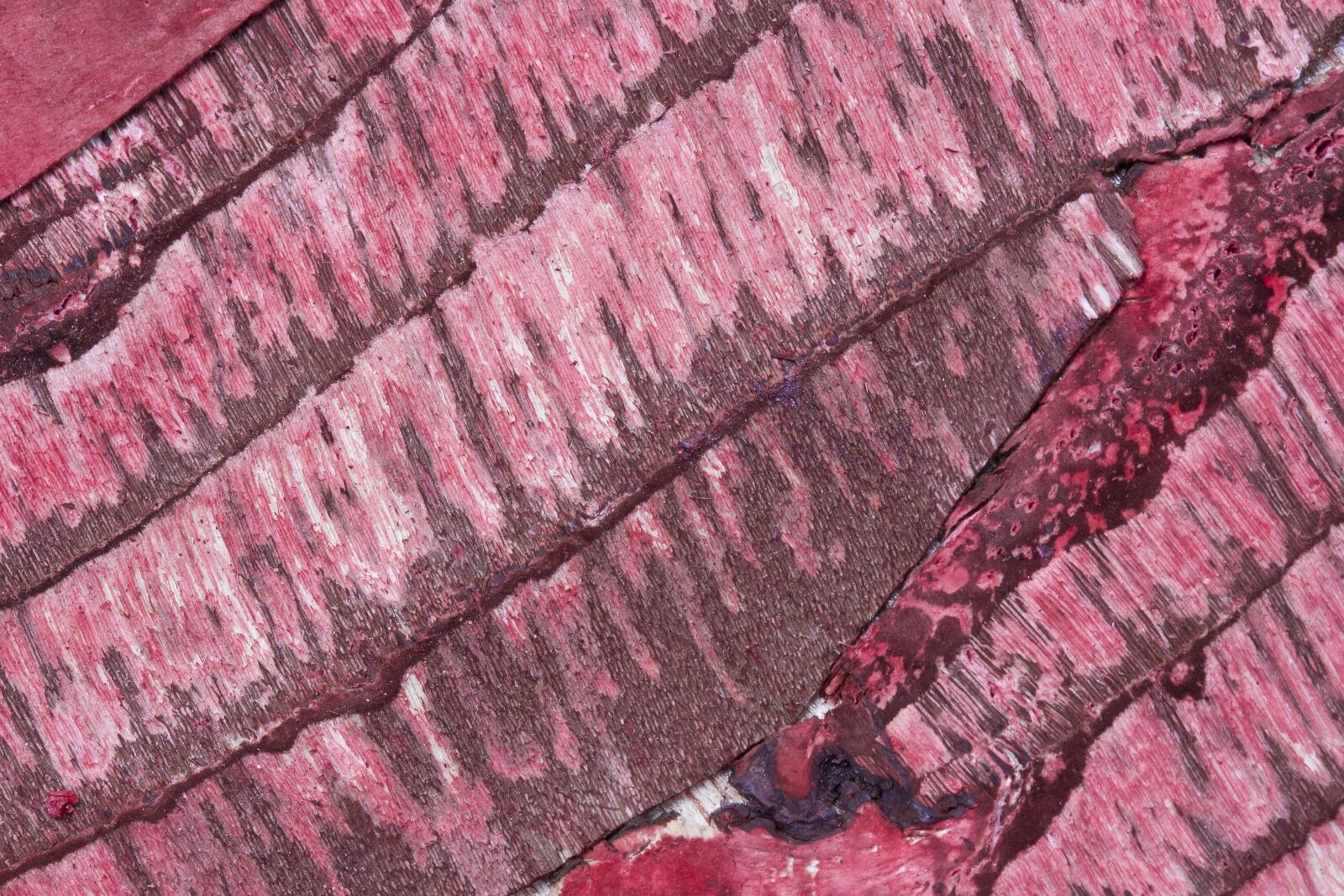 Canon EOS 50D sample photo. Wood, bark, structure photography