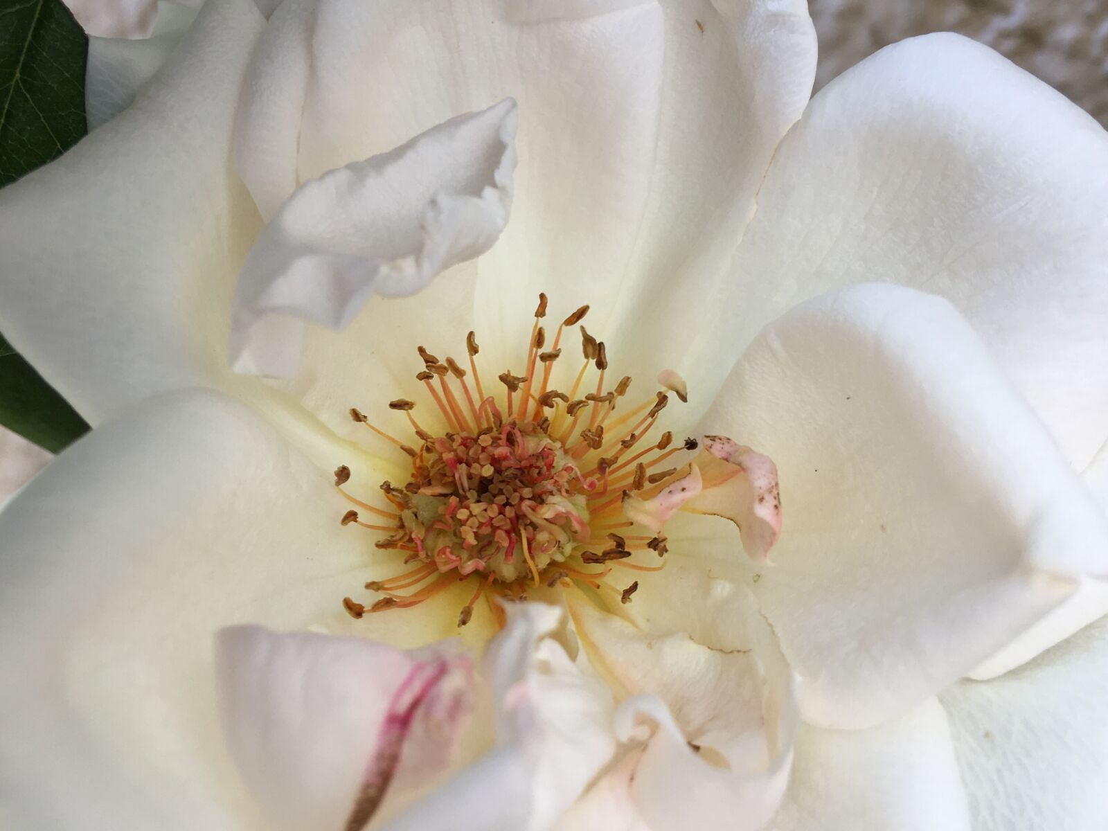 Apple iPhone 6s Plus sample photo. Pistils, white rose, flower photography