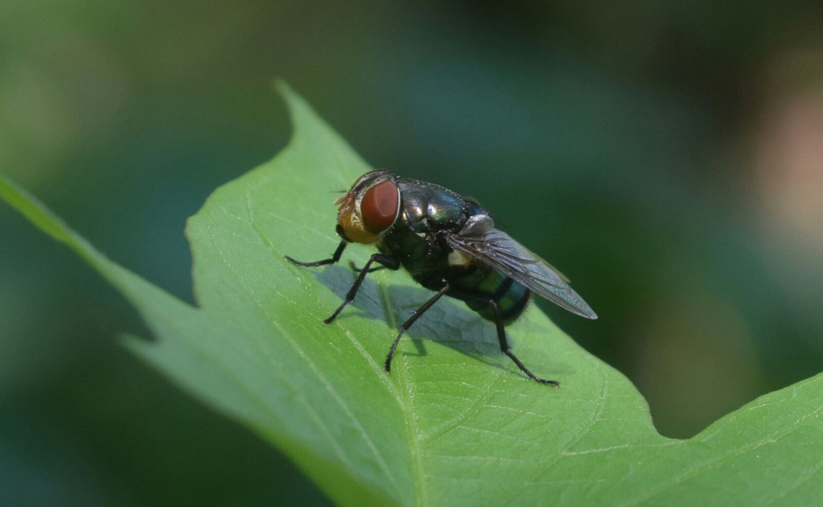 Nikon D5300 sample photo. Fly, leaf, micro photography