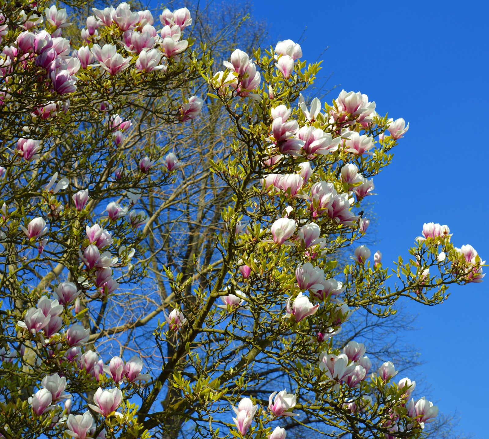 Nikon D3200 sample photo. Magnolia, magnolia tree, spring photography