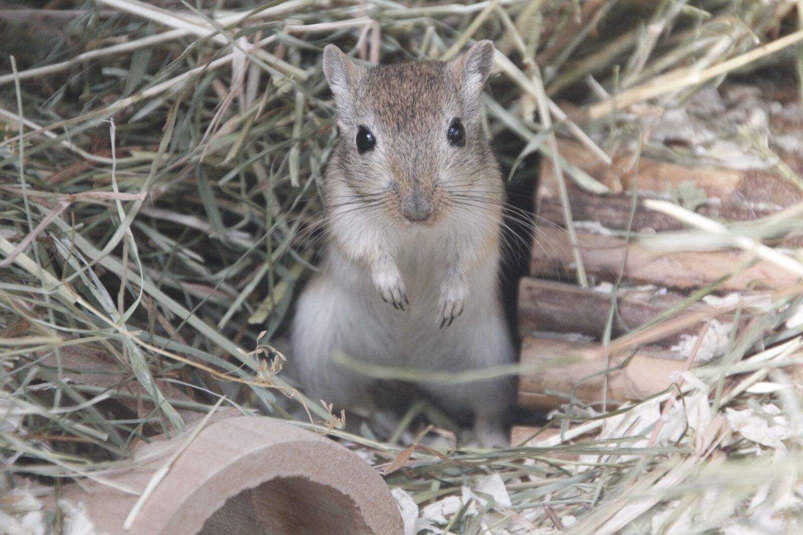 Canon EOS 550D (EOS Rebel T2i / EOS Kiss X4) sample photo. Racing mouse, mouse, grey photography