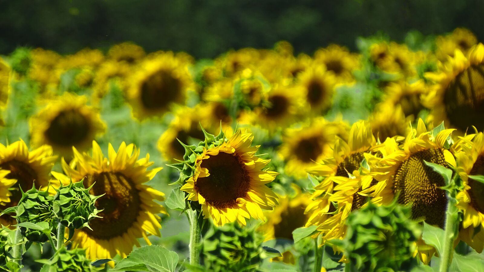 Sony DSC-HX400 sample photo. Field, sunflowers, nature photography
