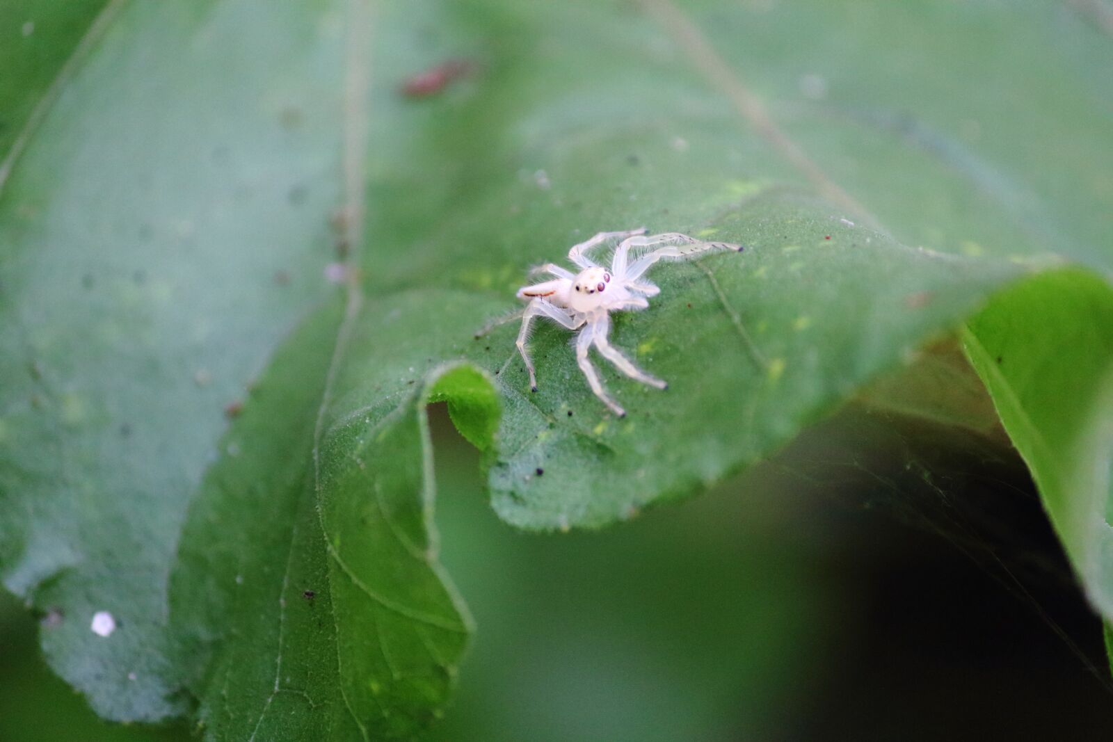 Canon EF-S 55-250mm F4-5.6 IS II sample photo. Spider, leaf, nature photography