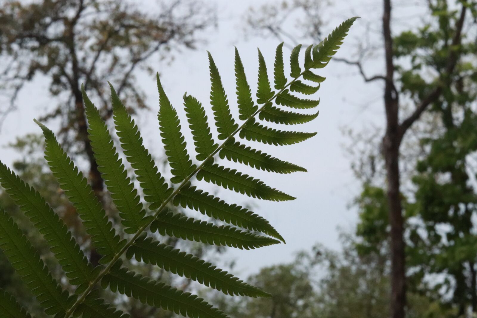 Canon EOS 800D (EOS Rebel T7i / EOS Kiss X9i) + Canon EF 50mm F1.8 STM sample photo. Fern, plant, green photography