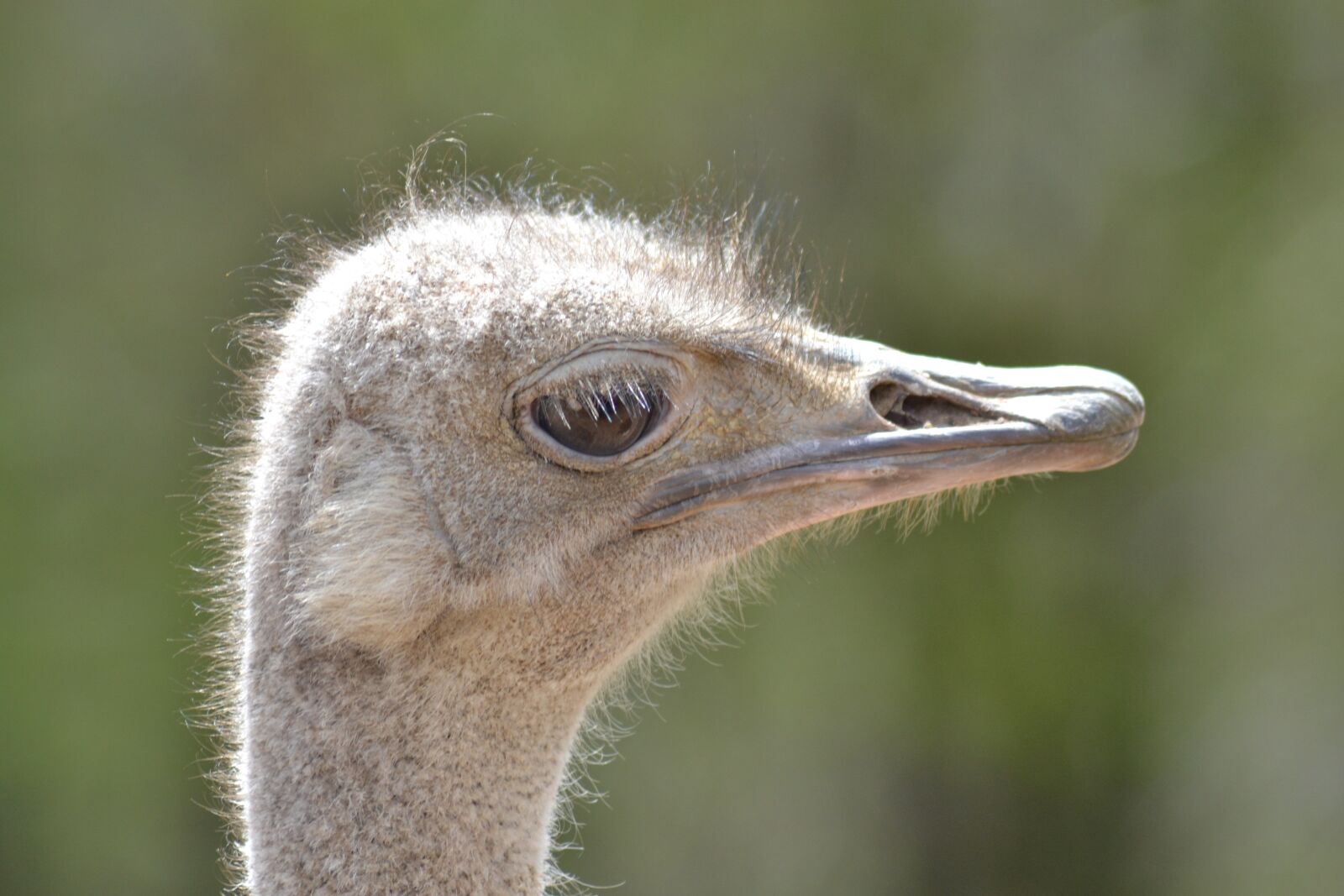 Nikon D3100 sample photo. Ostrich, bird, zoo photography