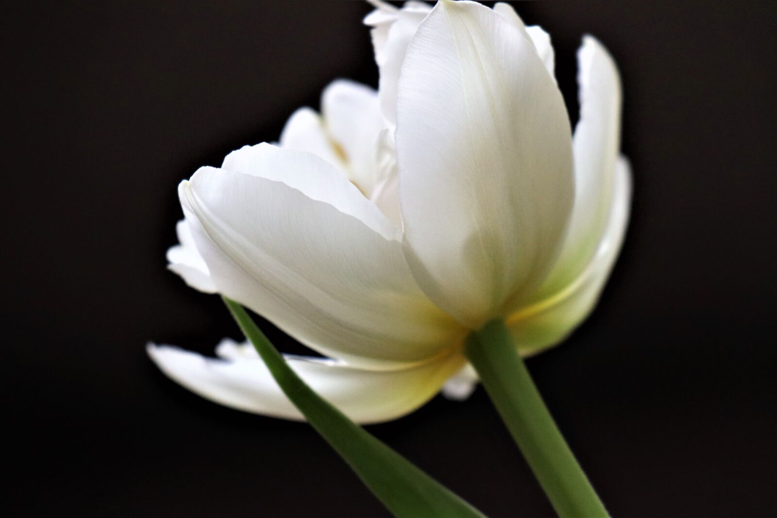 Canon EOS M6 sample photo. Tulip, white, memory photography