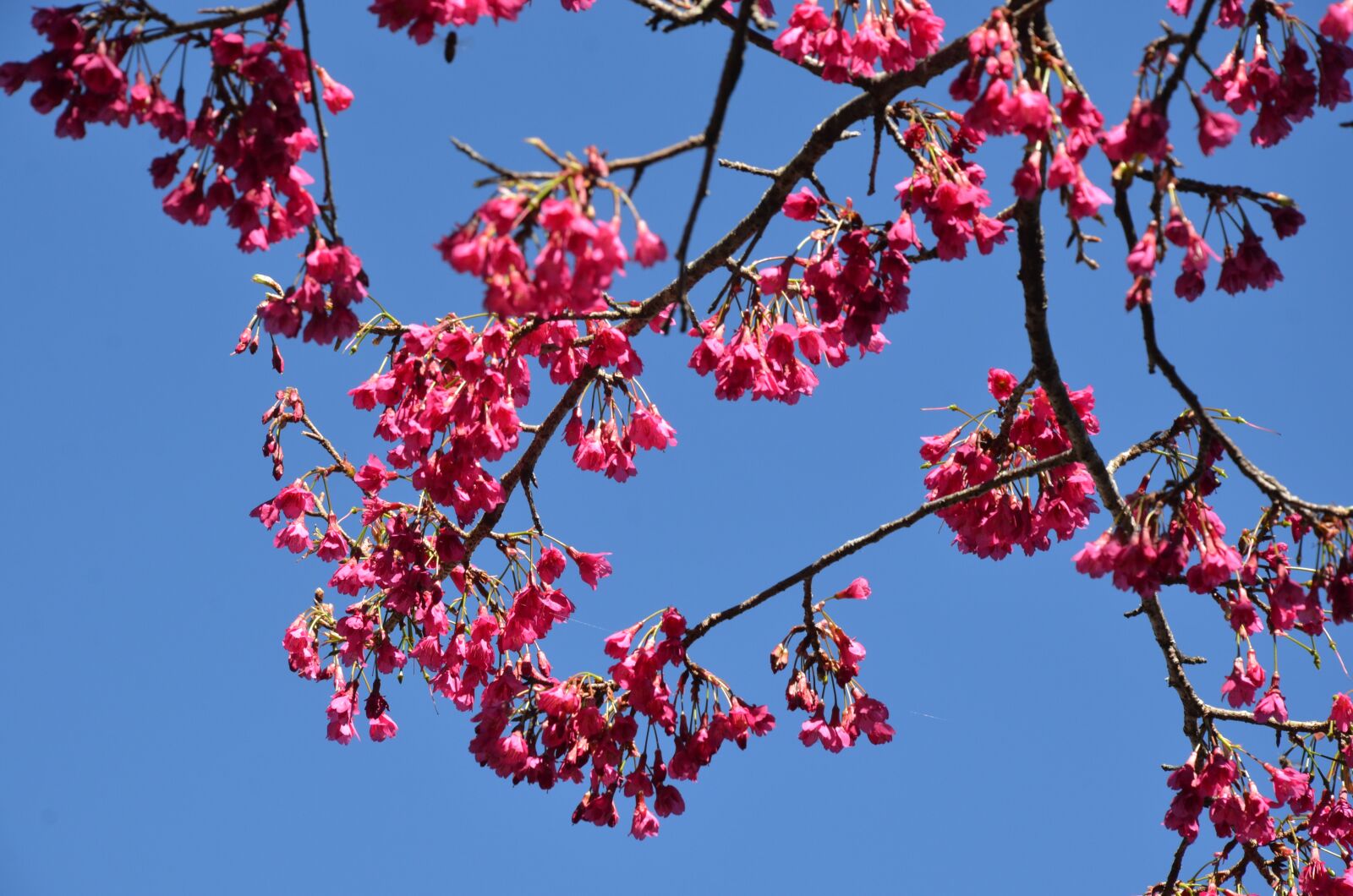 Nikon D7000 sample photo. Cherry blossoms, flower, blue photography