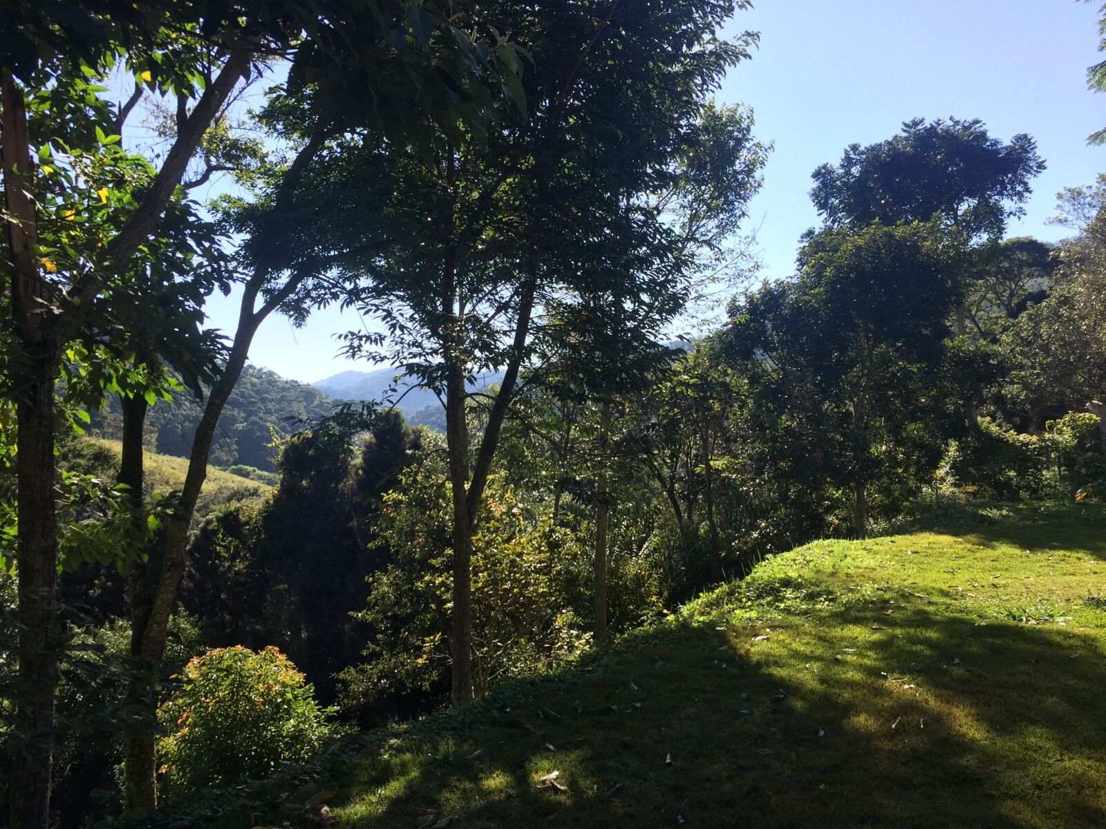 iPhone 6 back camera 4.15mm f/2.2 sample photo. Horizont, trees, outdoor photography