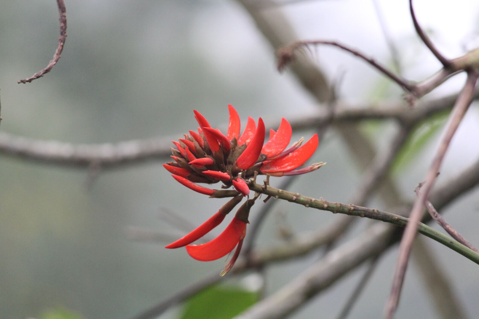 Canon EOS 1200D (EOS Rebel T5 / EOS Kiss X70 / EOS Hi) sample photo. Flower, red flower, nature photography