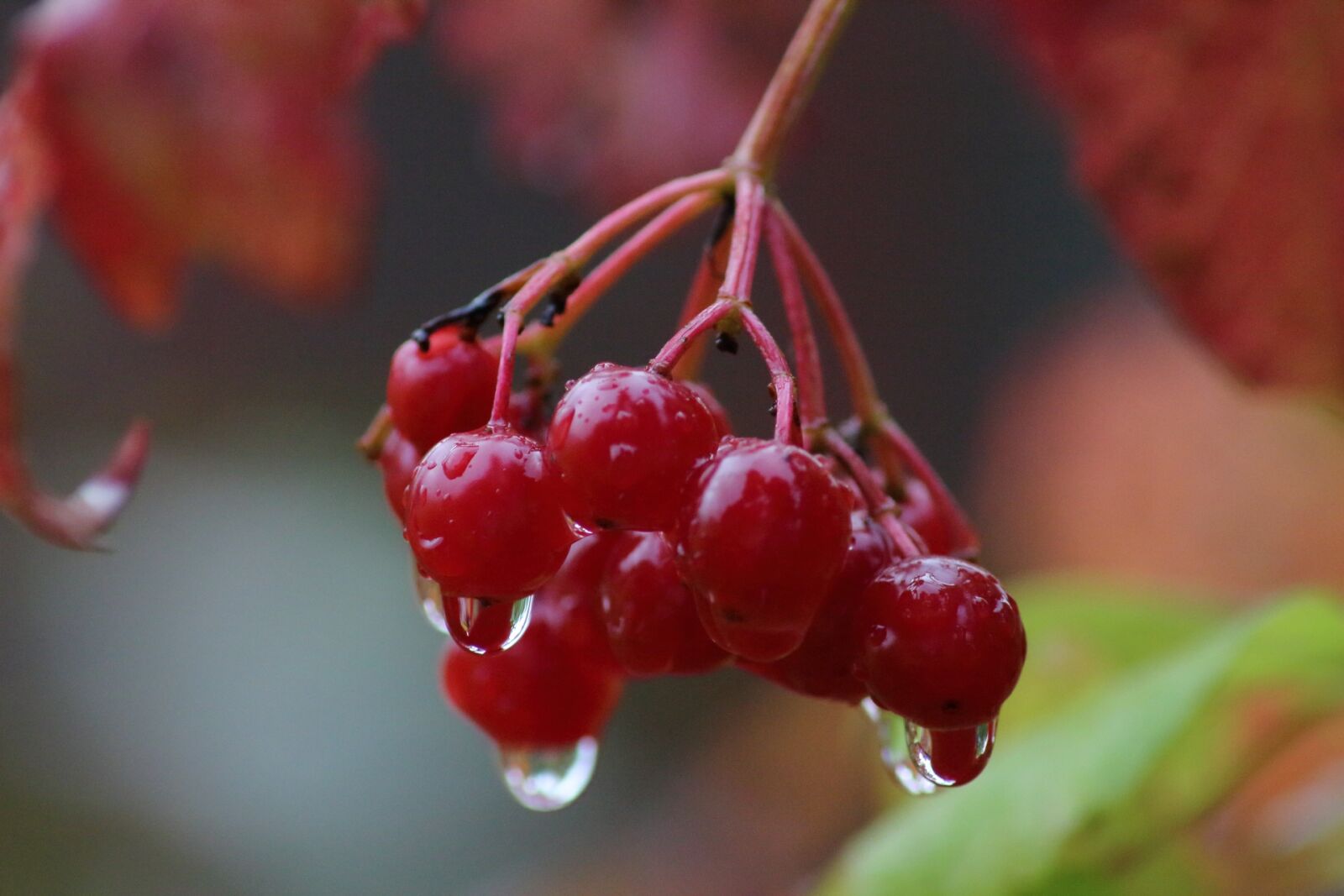 Canon EOS 1200D (EOS Rebel T5 / EOS Kiss X70 / EOS Hi) sample photo. Fruit, nature, berry photography