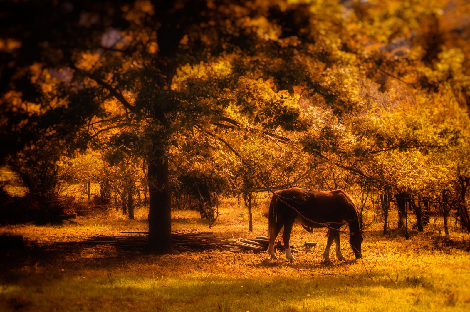 Nikon D7000 sample photo. Horse, sunset, forest photography