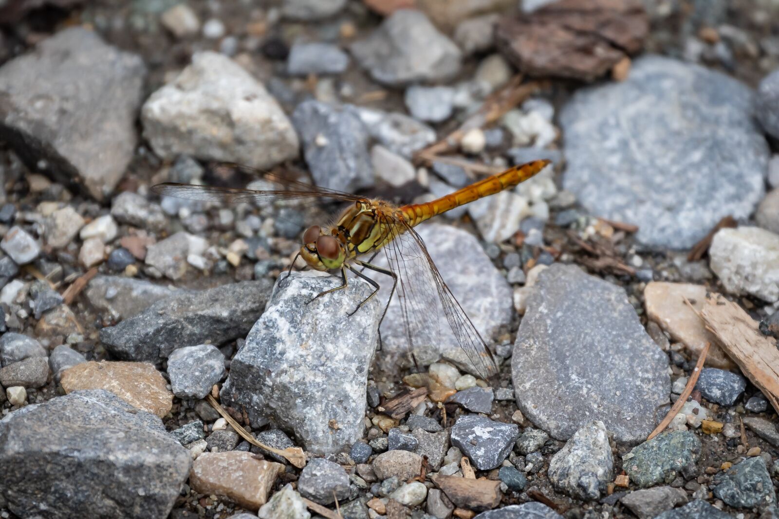 Canon EOS 7D Mark II sample photo. Dragonfly, darter sympetrum, insect photography
