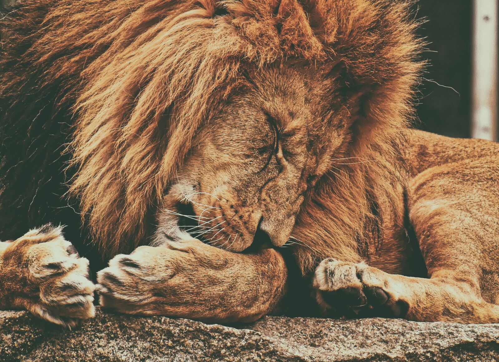 Nikon D7200 sample photo. Lion, predator, dangerous photography