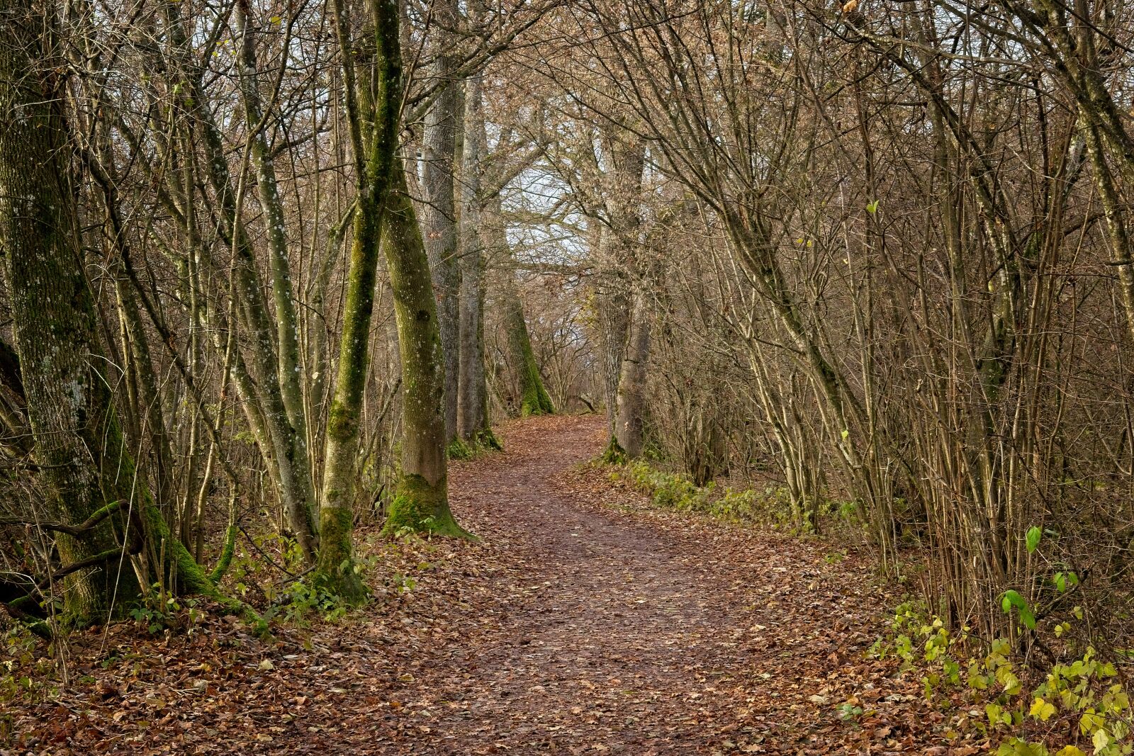 Nikon D7100 sample photo. Winter, autumn, forest path photography