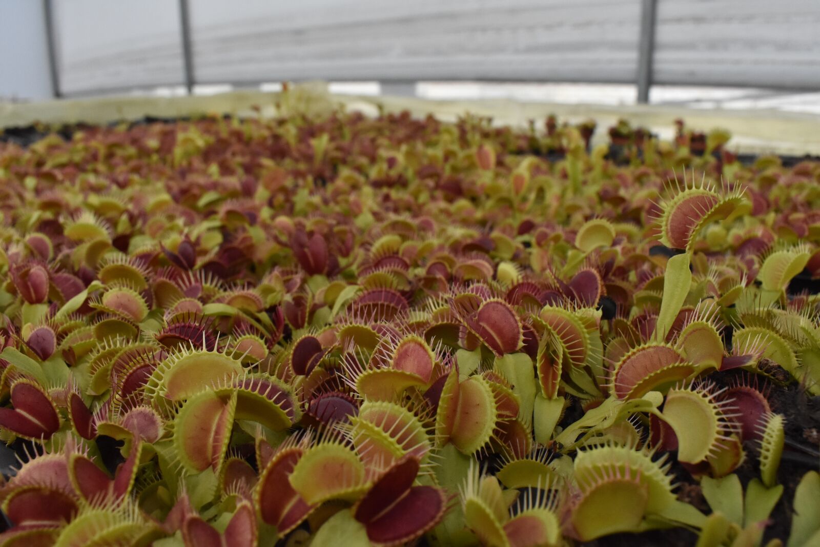 Nikon D3400 sample photo. Flytrap, venus, carnivorous plant photography