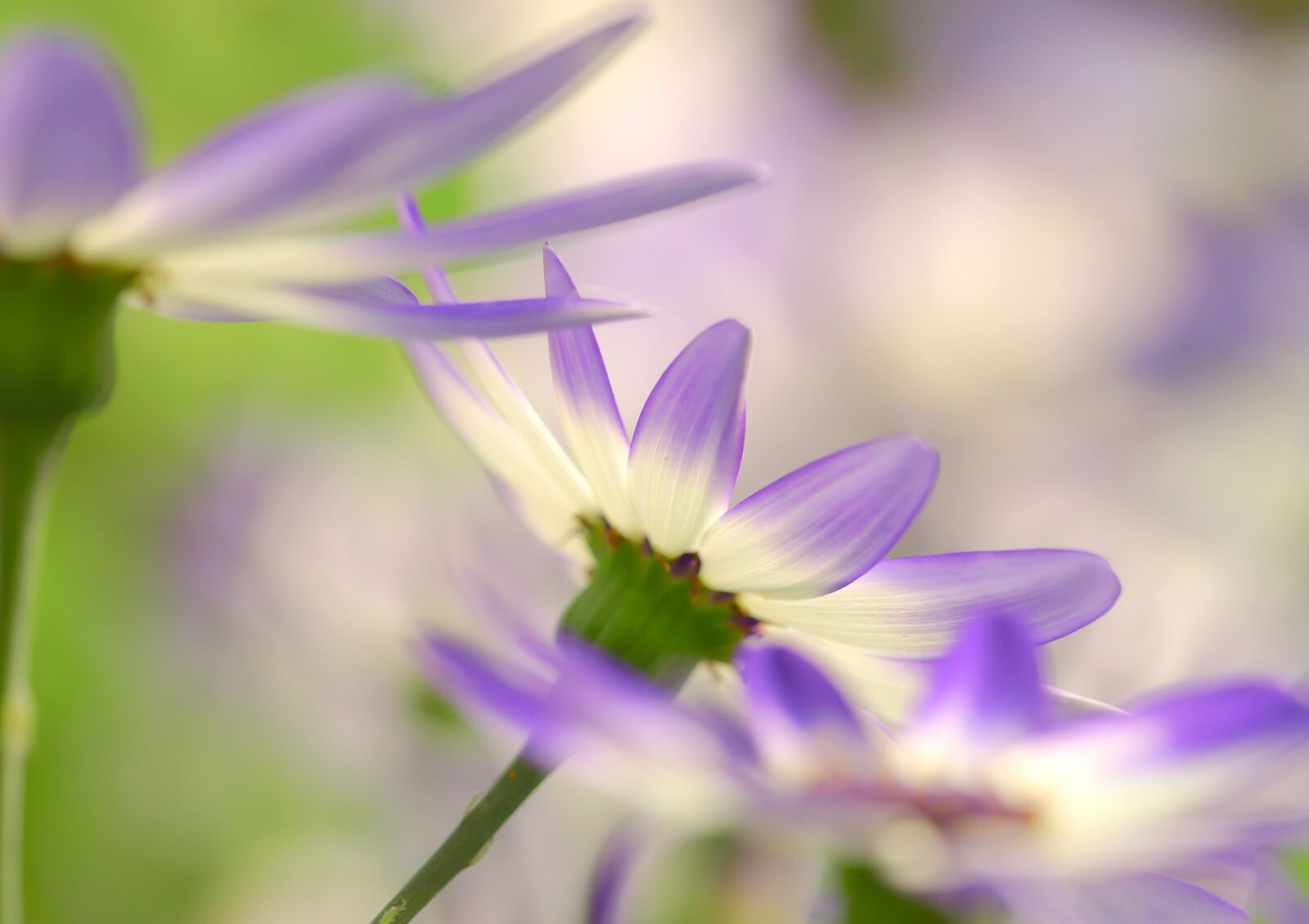 Sony SLT-A77 sample photo. Senetti, ash flower, flowers photography
