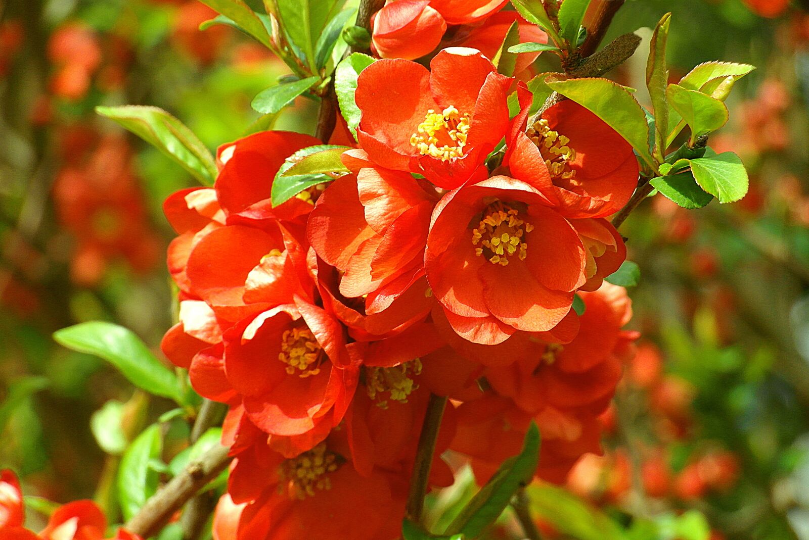 Samsung WB750 sample photo. Flowers quince, red, nature photography