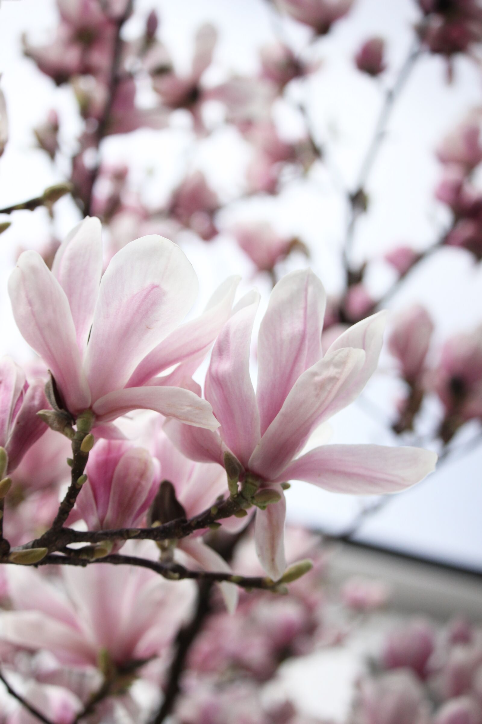 Canon EF-S 55-250mm F4-5.6 IS STM sample photo. Spring break, march madness photography
