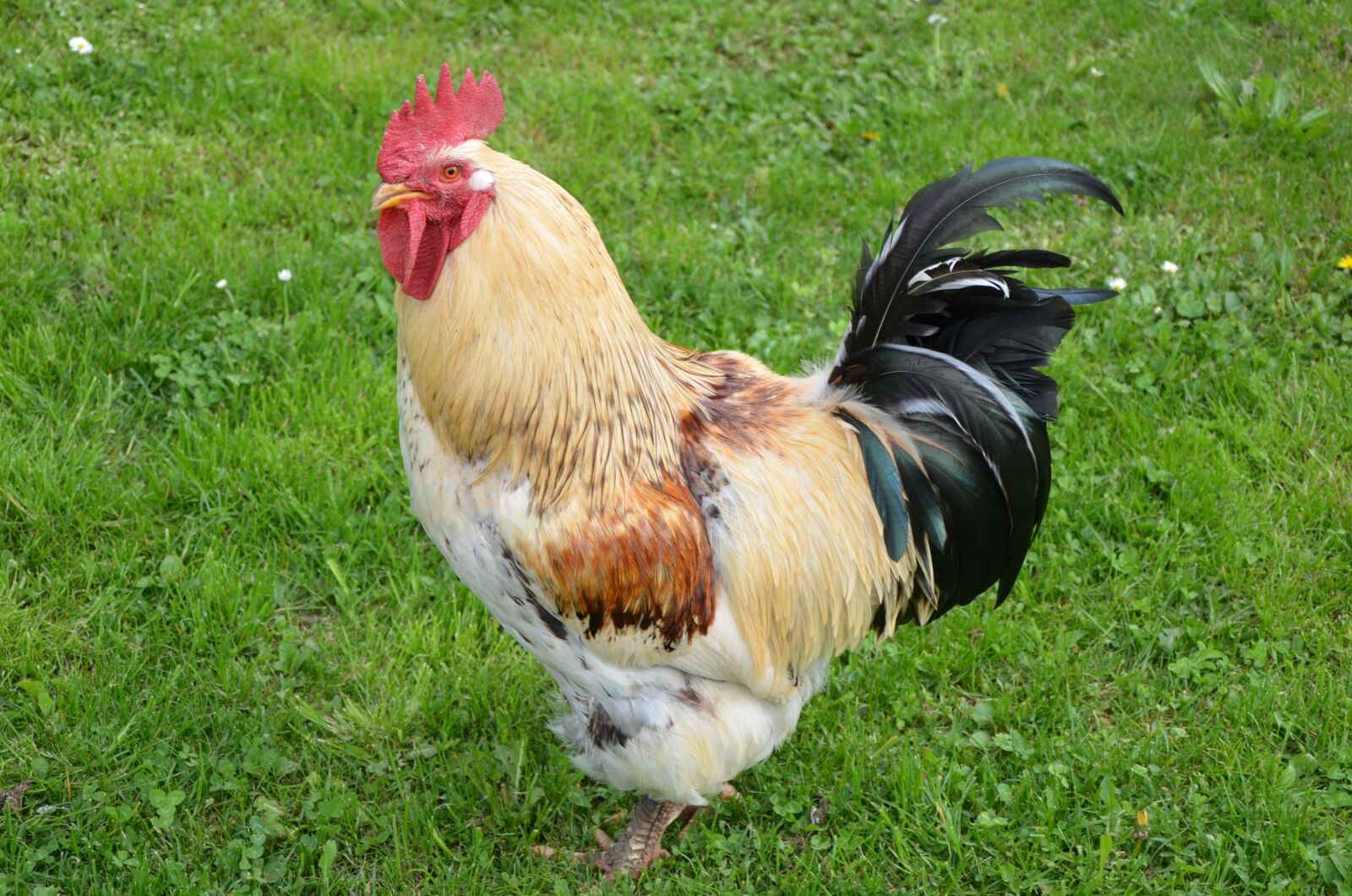 Nikon D7000 sample photo. Hahn, gockel, animal photography