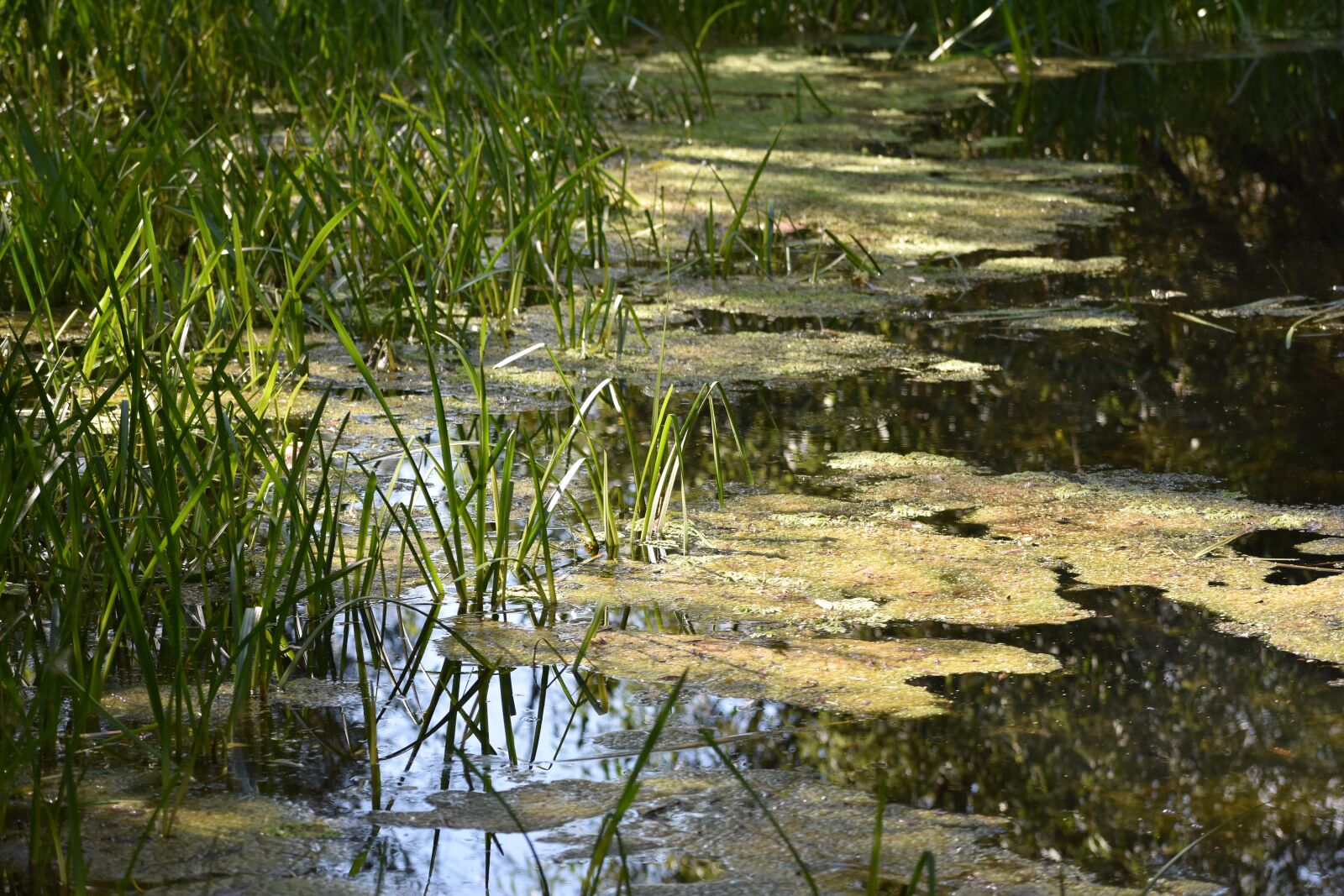 Nikon D3400 sample photo. Swamp, duckweed, grass photography