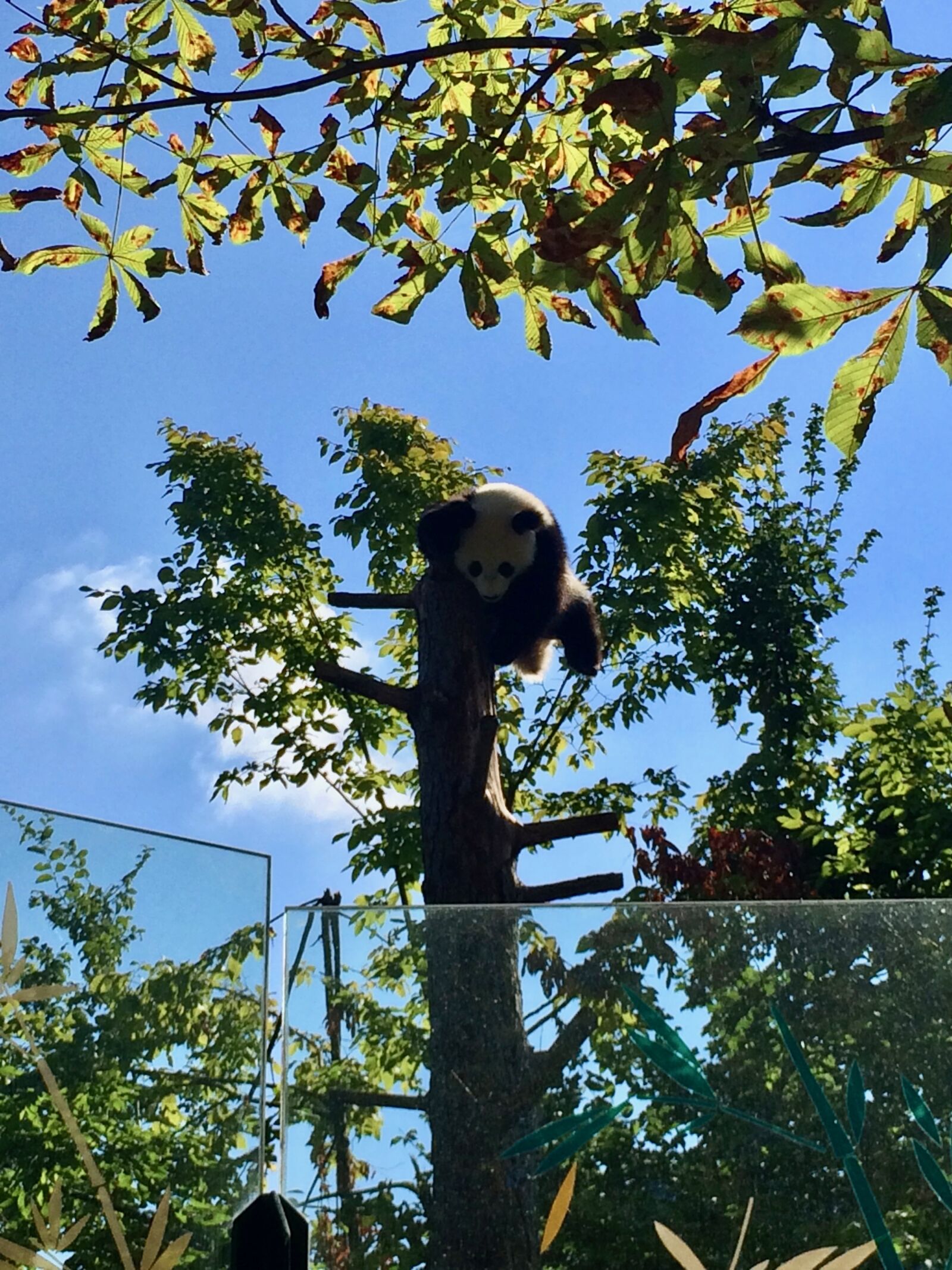 iPhone 5s back camera 4.15mm f/2.2 sample photo. Animal, animal, park, animal photography