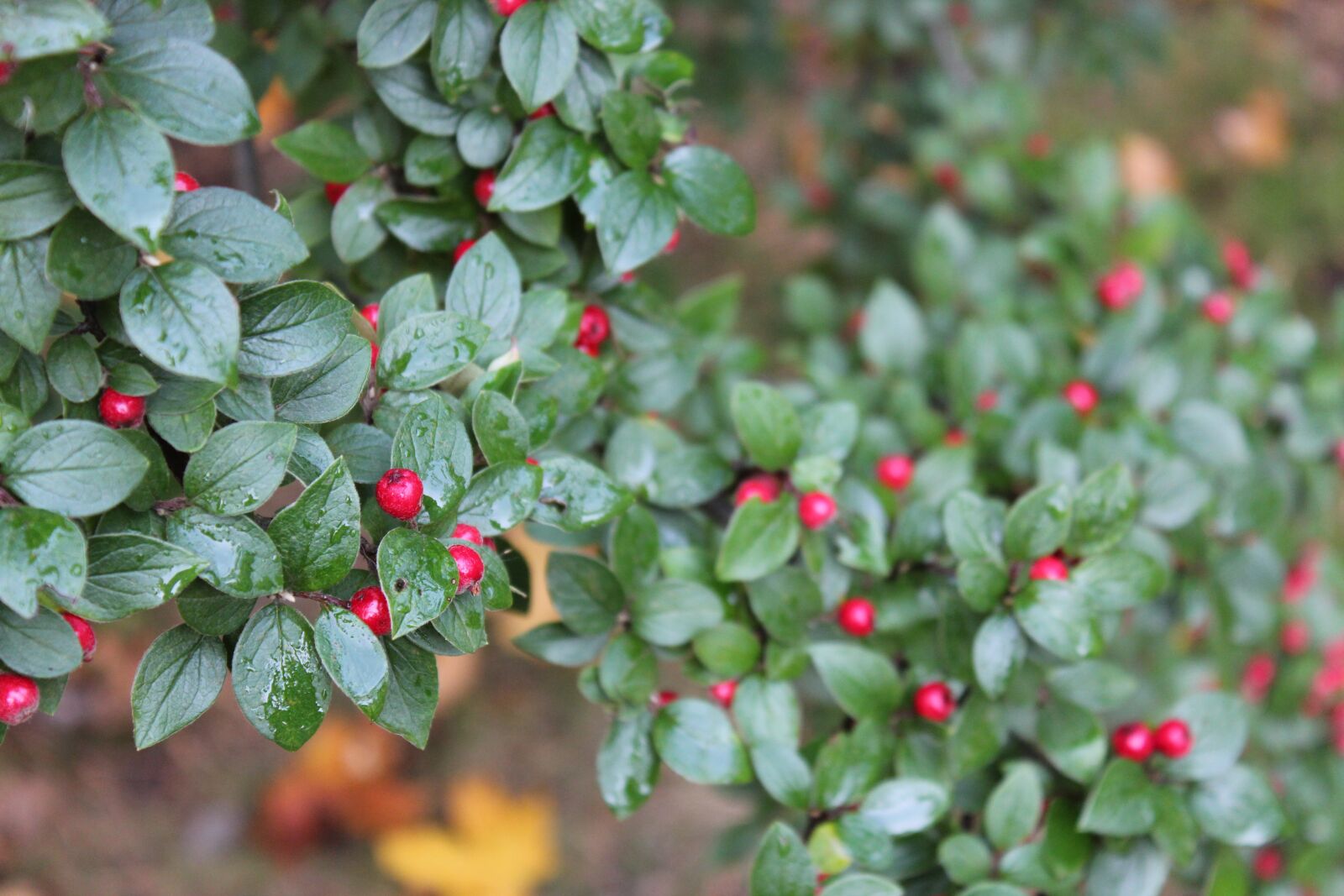 Canon EOS 600D (Rebel EOS T3i / EOS Kiss X5) sample photo. Outdoors, autumn, nature photography