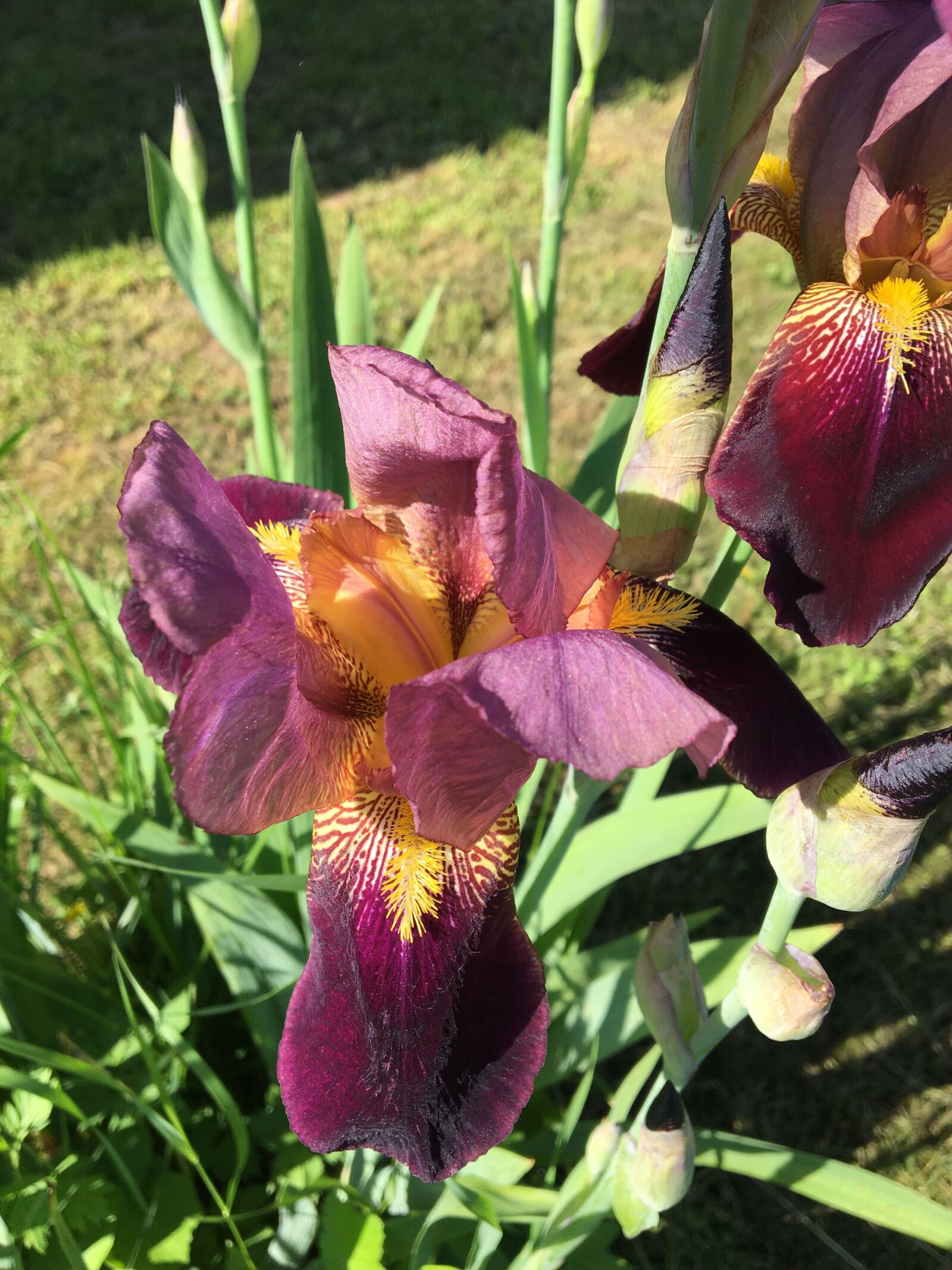 Apple iPhone 6s sample photo. ирисы, цветы, лето photography