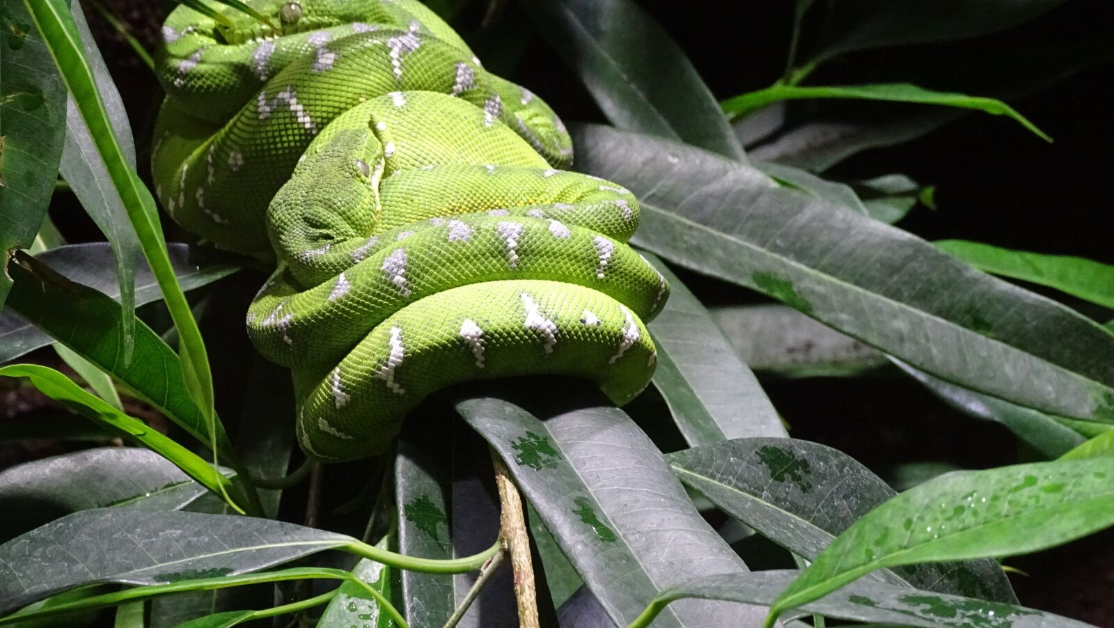 Sony Cyber-shot DSC-HX400V sample photo. Snake, zoo, reptile photography