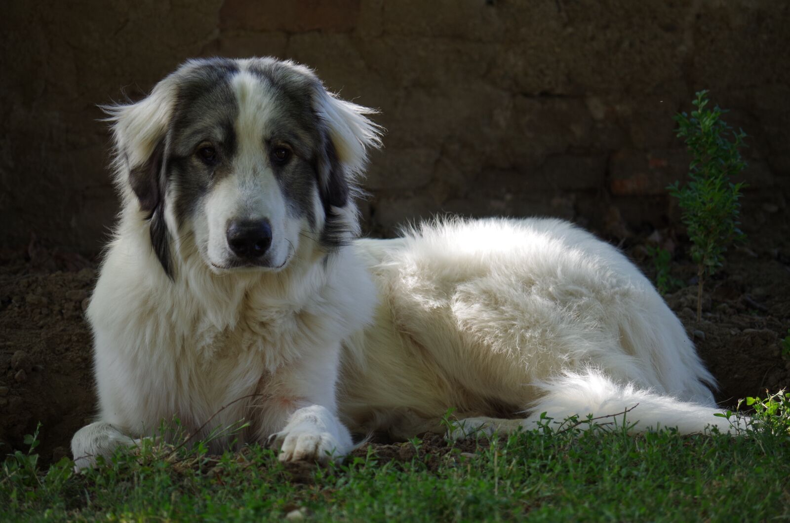 Pentax K-500 sample photo. Dog, the iberian, mountain photography