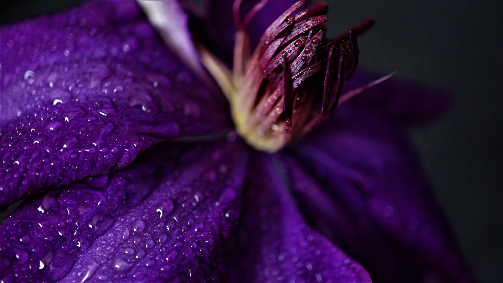 Sony a6000 + Sony E 30mm F3.5 Macro sample photo. Clematis, purple, flower photography