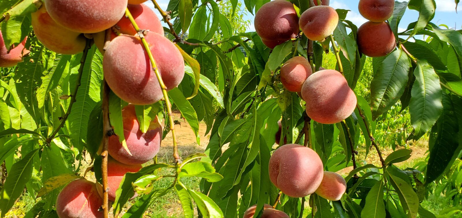 Samsung Galaxy S10e sample photo. Peaches, fruit, peach photography