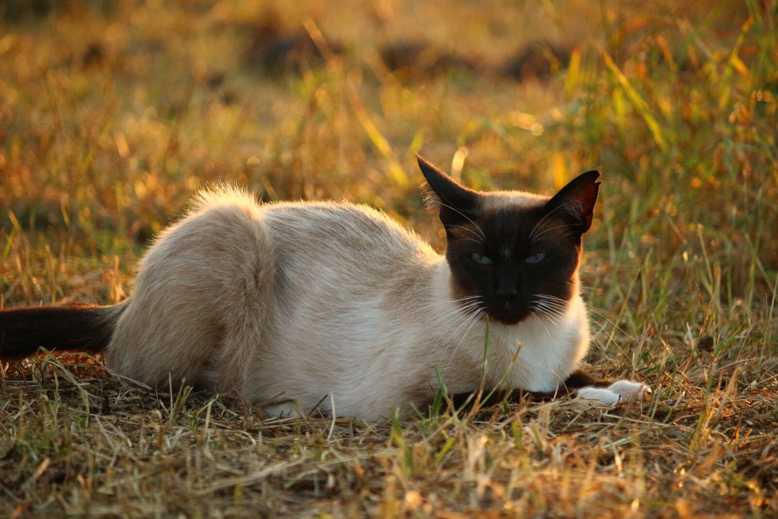 Canon EOS 100D (EOS Rebel SL1 / EOS Kiss X7) sample photo. Cat, mieze, siamese cat photography