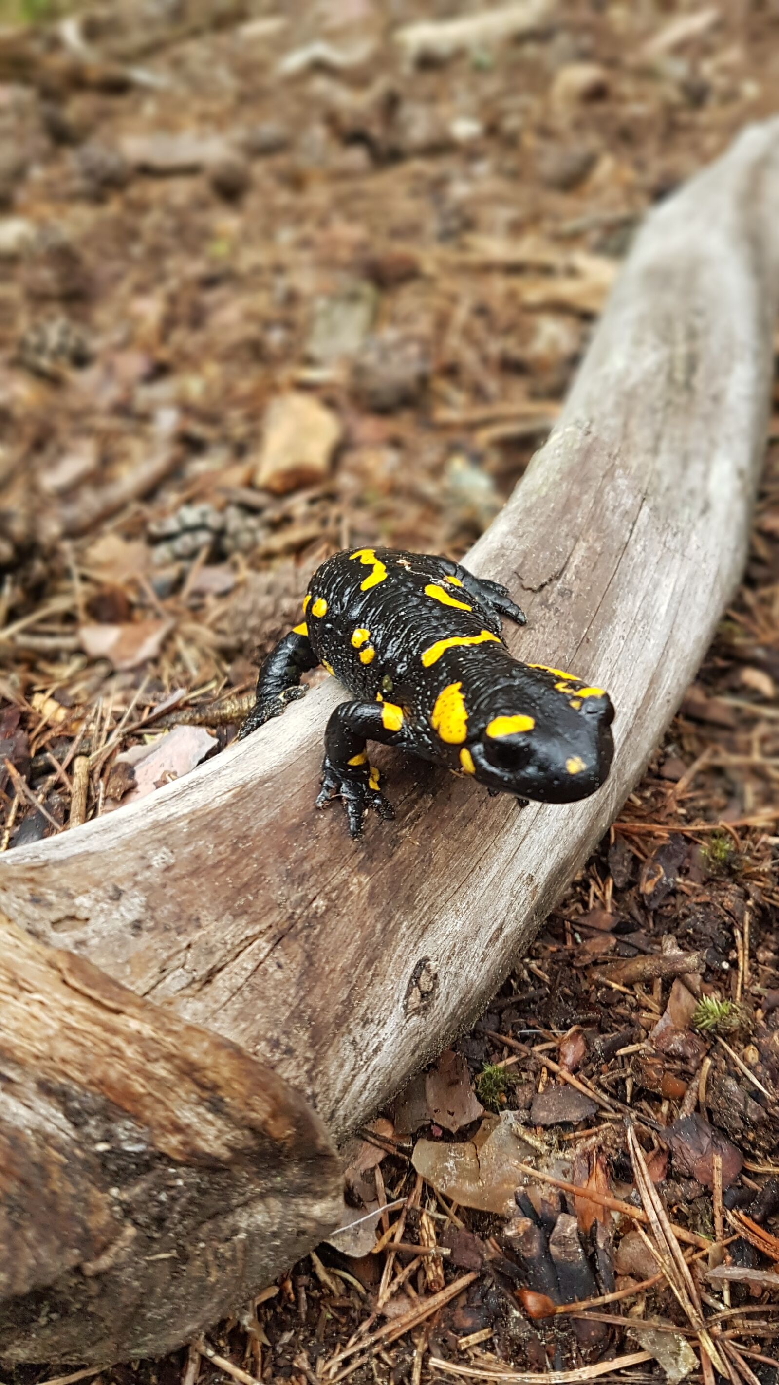 Samsung Galaxy S7 sample photo. Fire salamander, forest, forest photography