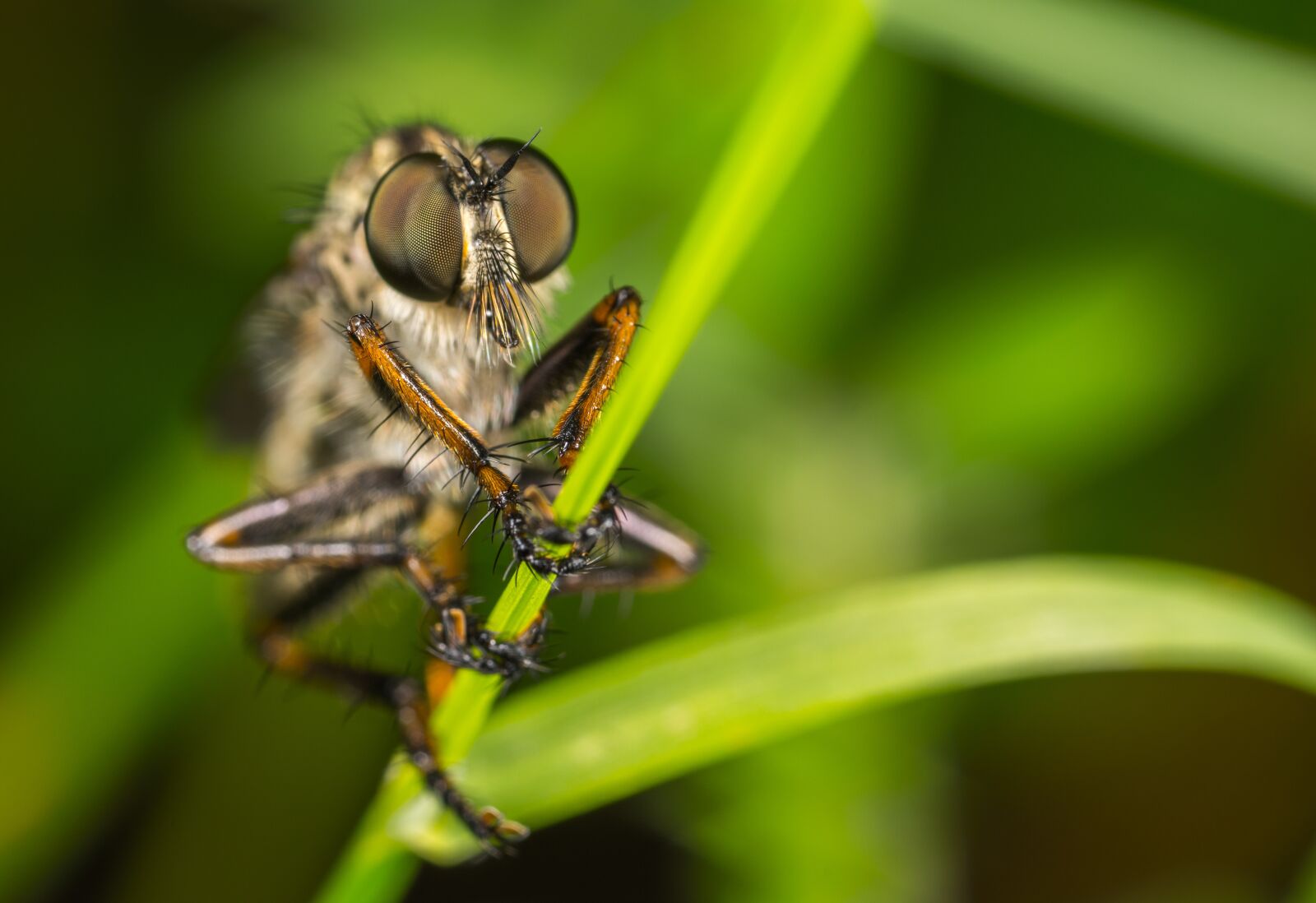 #124 65/2.8 sample photo. Insect, nature, no one photography