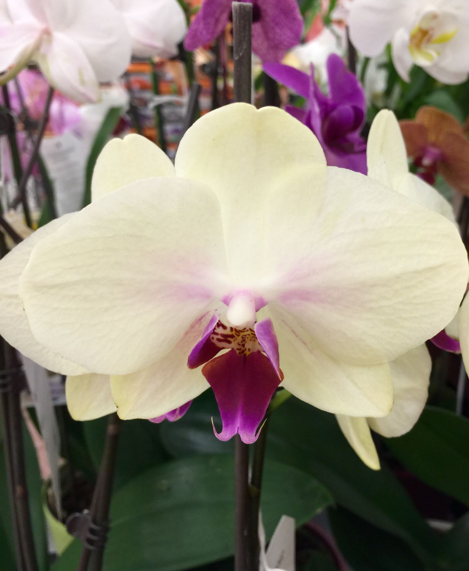 iPhone 6 Plus back camera 4.15mm f/2.2 sample photo. Bloom, blossom, close, flower photography