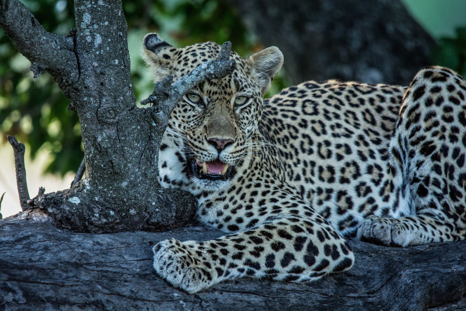 Nikon D7100 sample photo. Leopard, big cats, predator photography