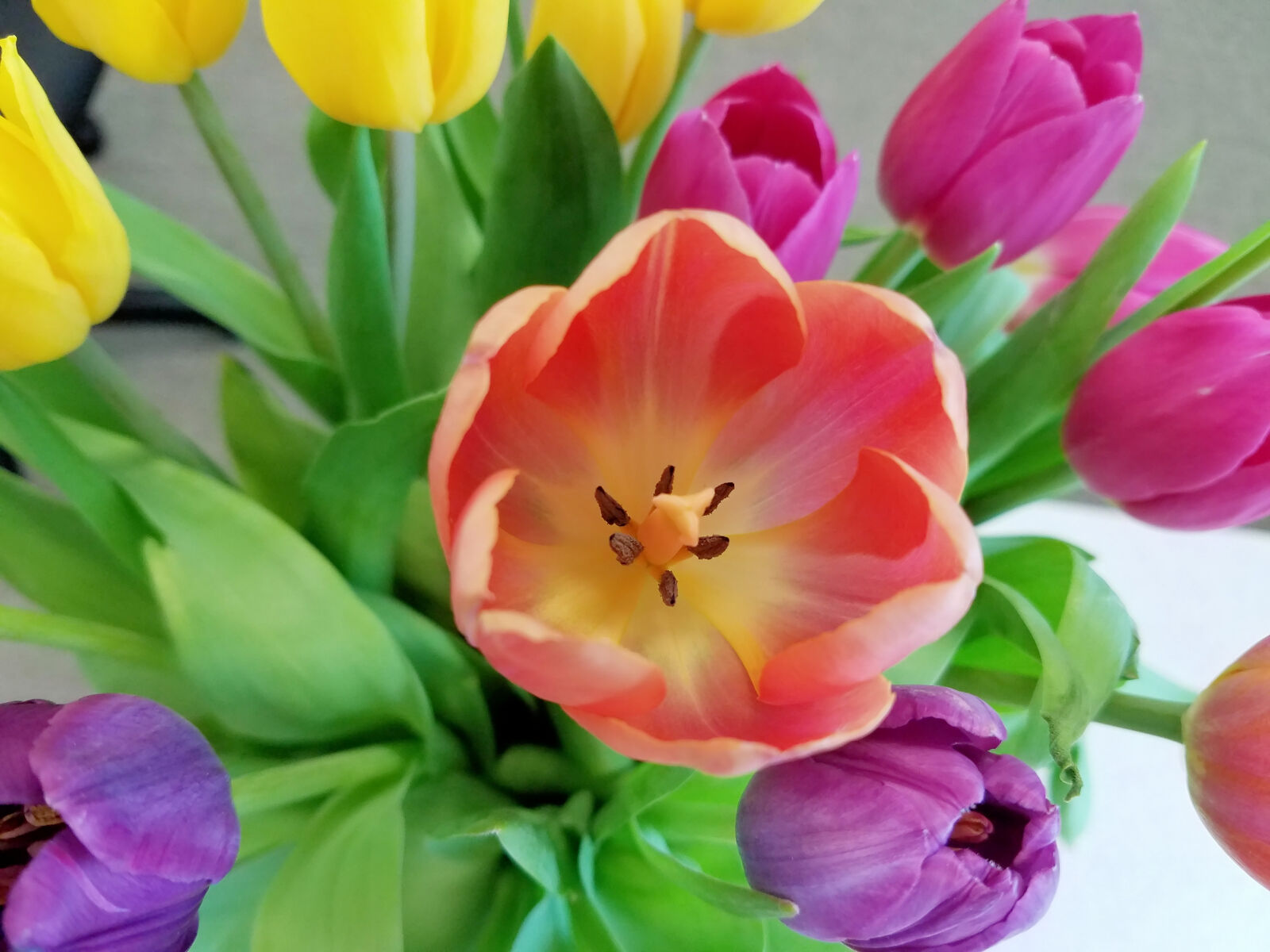 Samsung Galaxy S7 sample photo. Bulb, cut, flower, cut photography