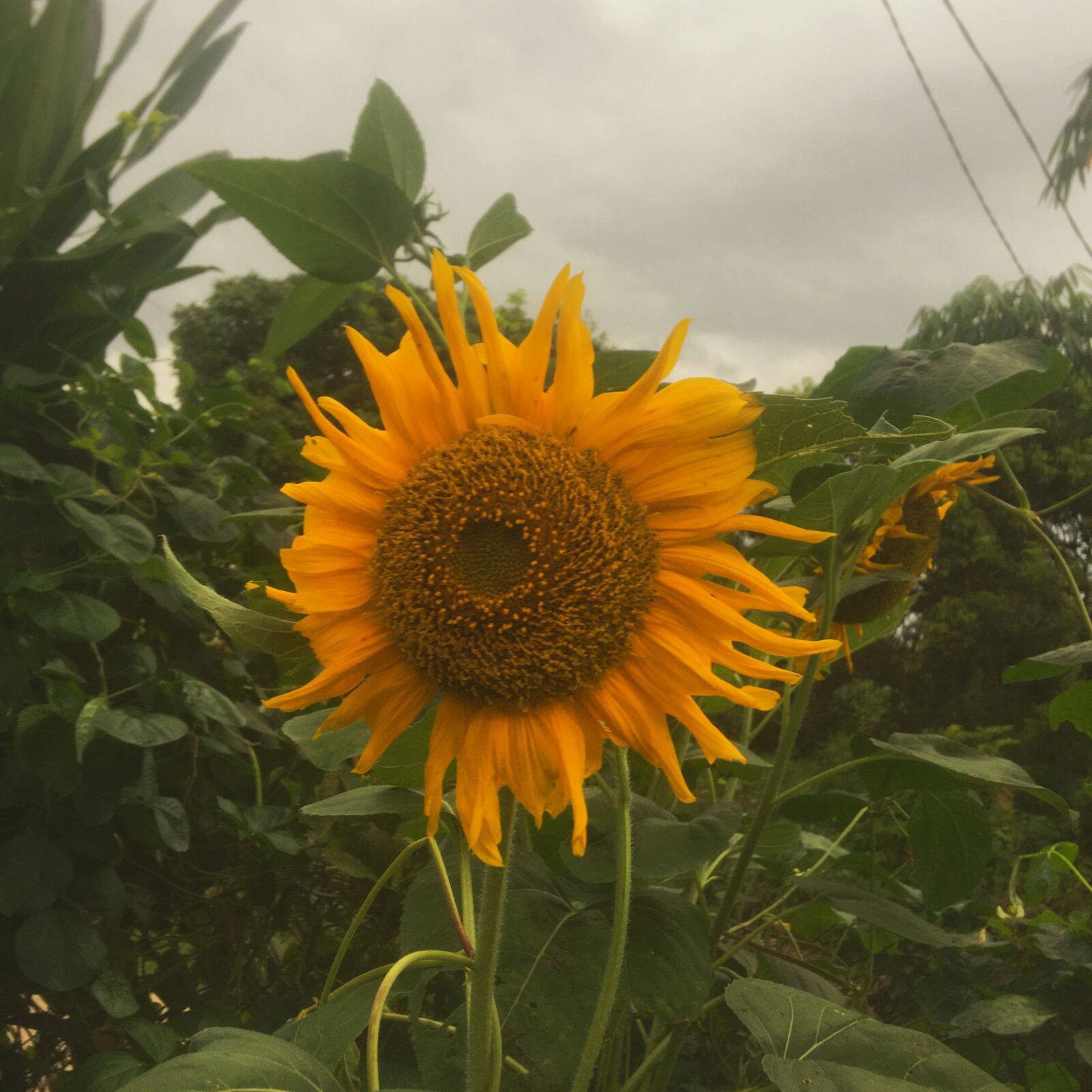 iPhone 6s back camera 4.15mm f/2.2 sample photo. Sun, flower, sunflower photography