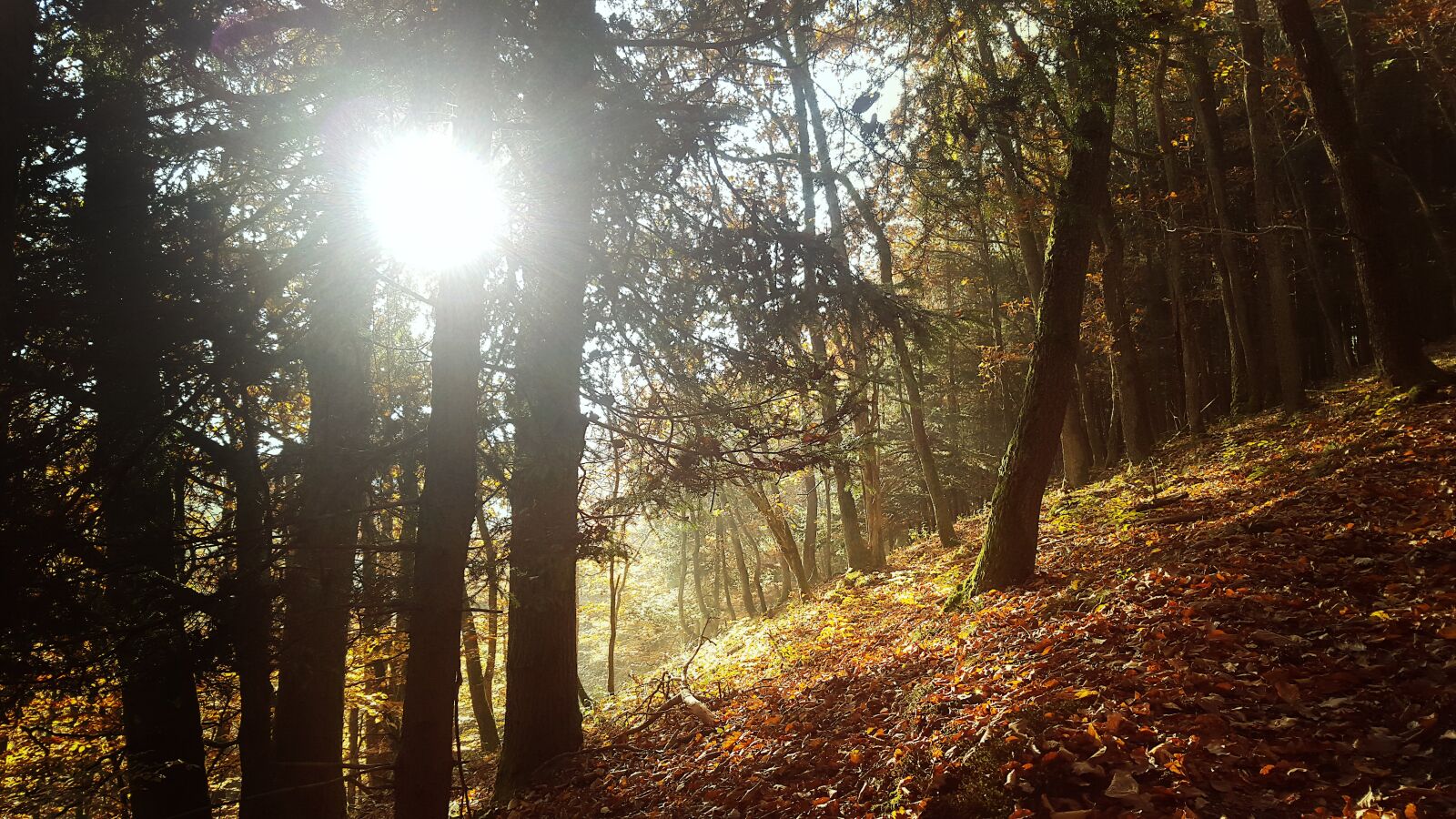 Samsung Galaxy S6 sample photo. Forest, autumn, sun photography