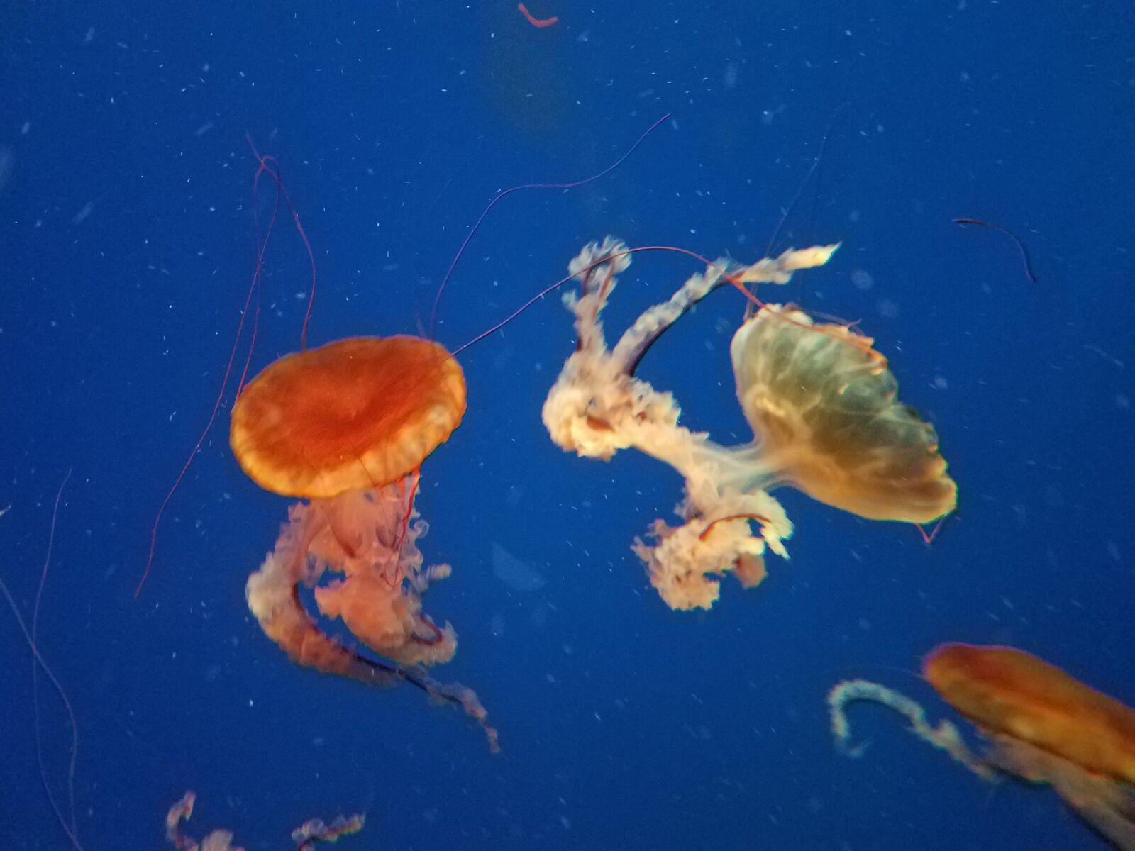 Samsung Galaxy S7 Edge sample photo. Aquarium, marine, jellyfish photography
