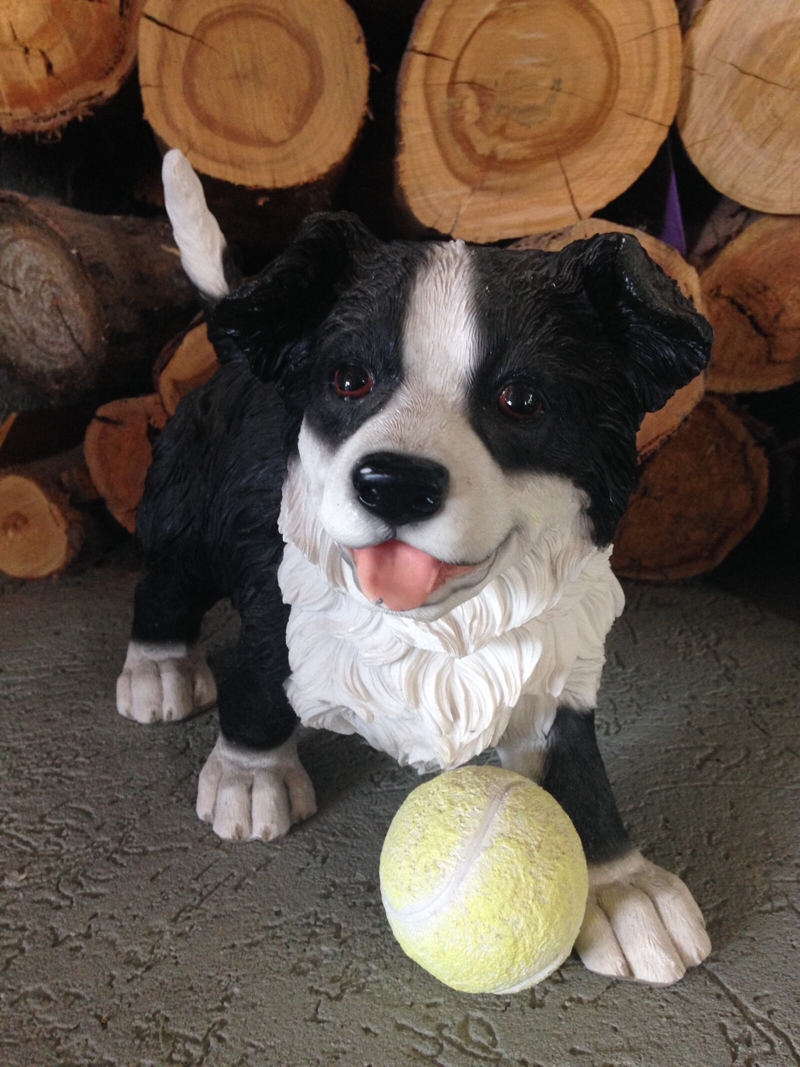 iPhone 5c back camera 4.12mm f/2.4 sample photo. Animal, border, collie, dog photography