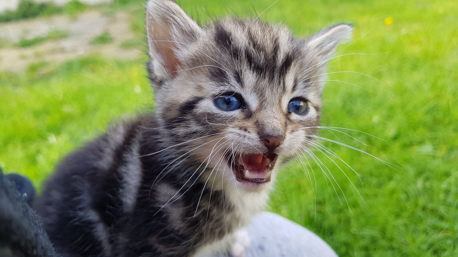 Samsung Galaxy S8 sample photo. Kitten, roar, lion photography